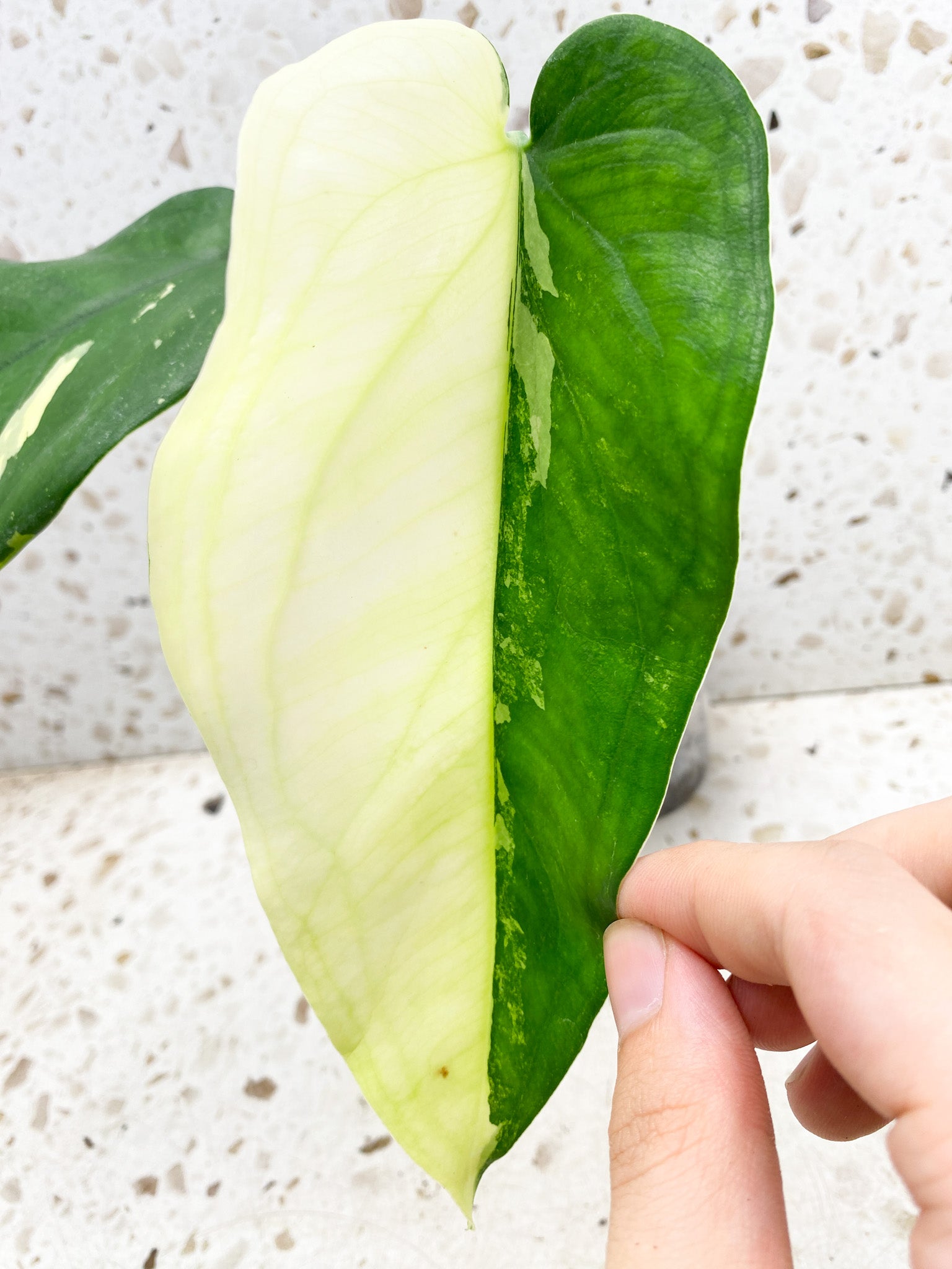 Syngonium Chiapense Variegated 2 leaf top cutting half moon leaf (rooting)