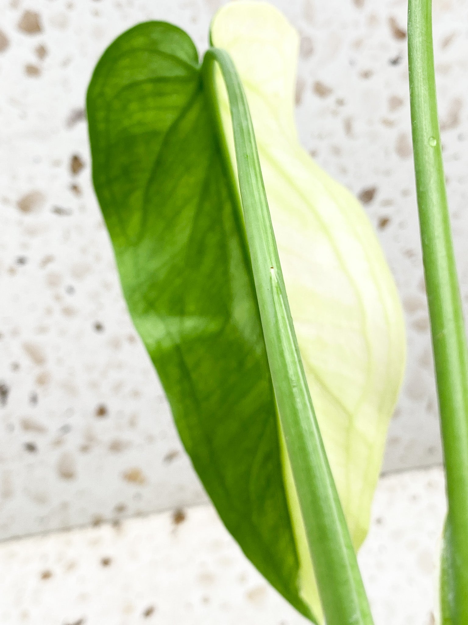 Syngonium Chiapense Variegated 2 leaf top cutting half moon leaf (rooting)