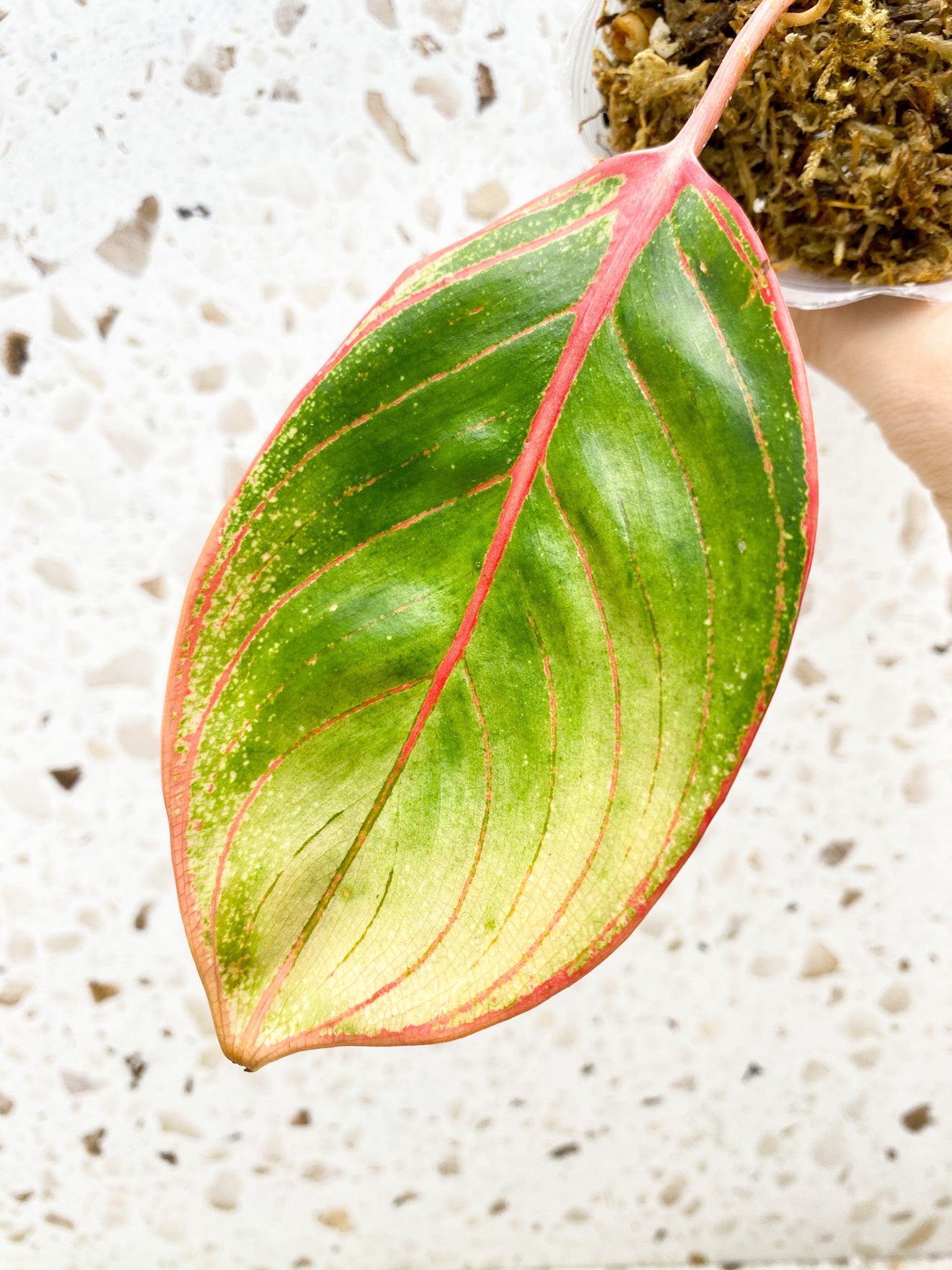 *Aglaonema Khanza Sunset 1 leaf with sprout (rooting)