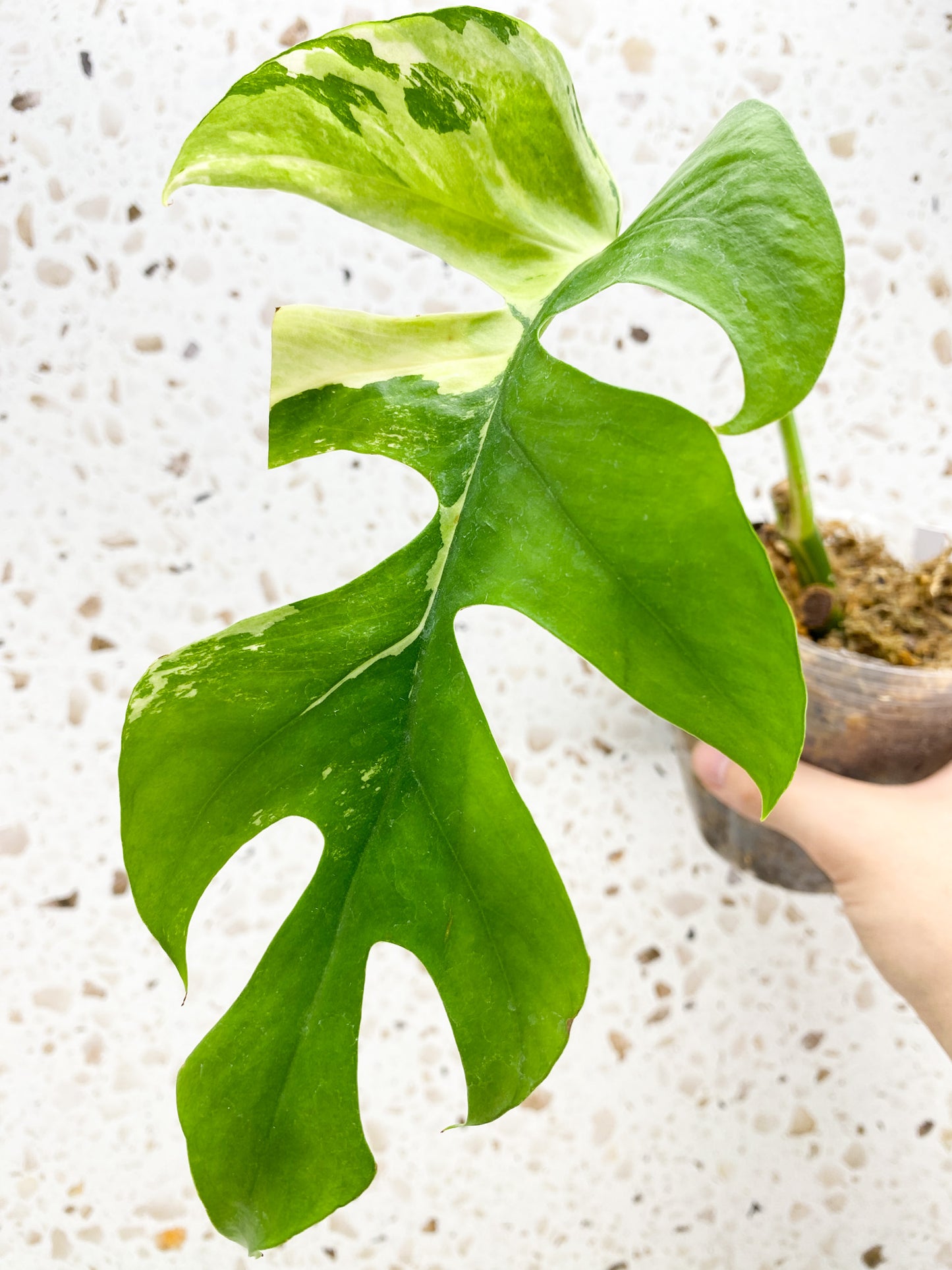 *Rhaphidophora Tetrasperma Variegated 1 leaf double node (rooting)