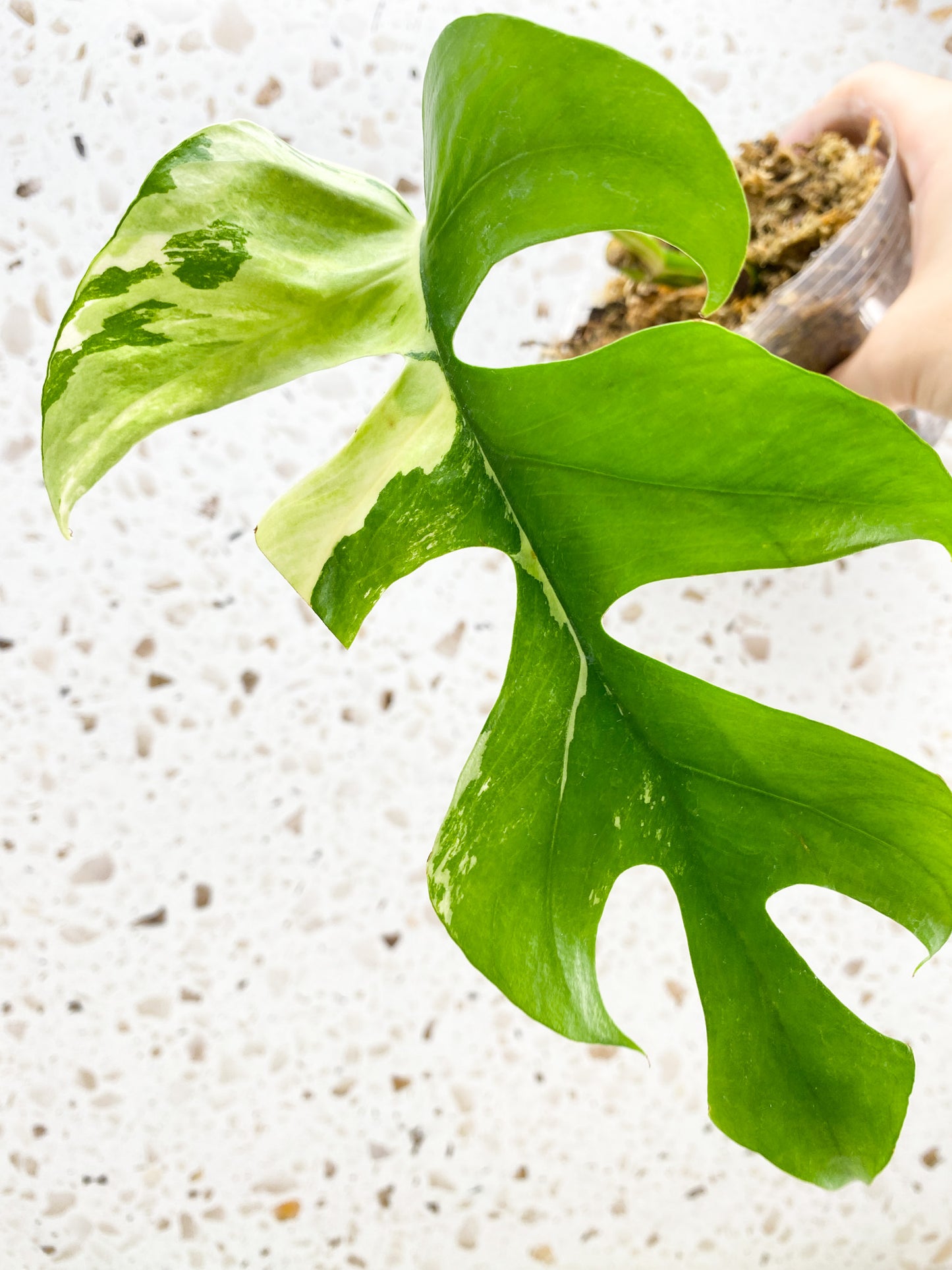 *Rhaphidophora Tetrasperma Variegated 1 leaf double node (rooting)