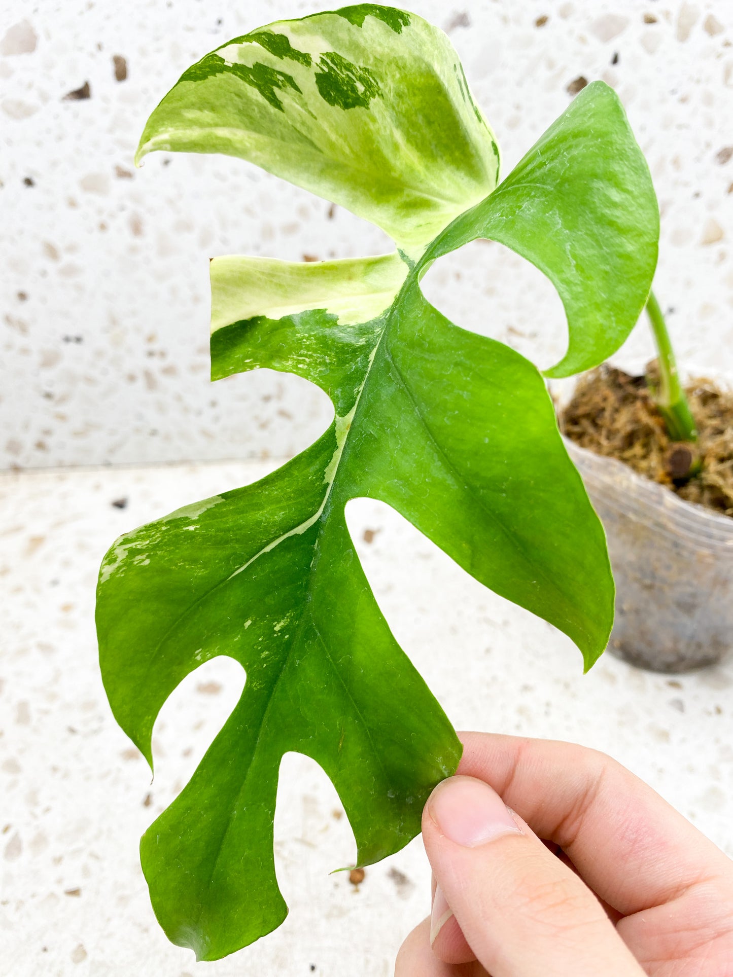 *Rhaphidophora Tetrasperma Variegated 1 leaf double node (rooting)