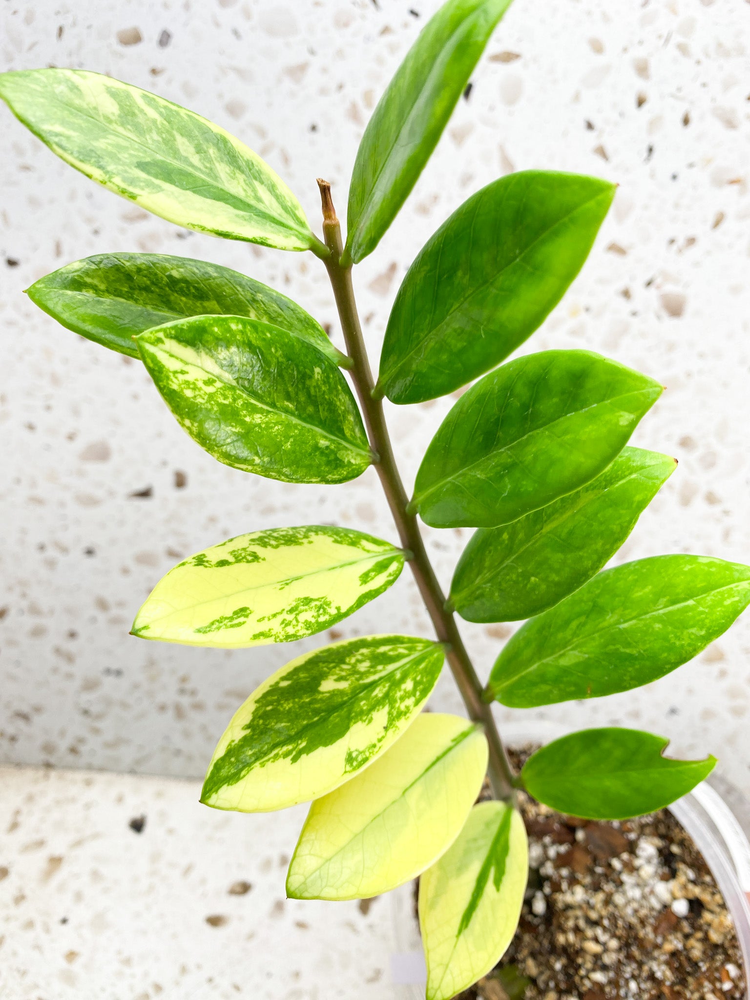 Variegated ZZ Plant 1 stalk (slightly rooted)