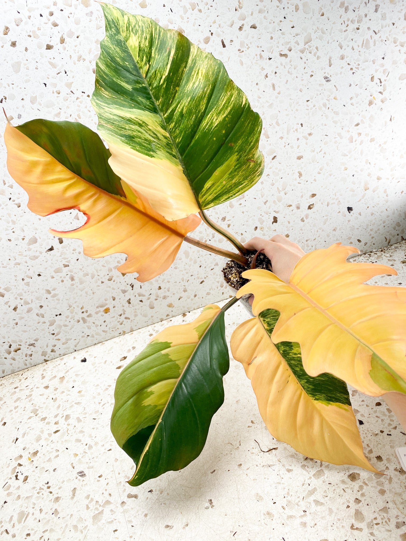 Unicorn: Philodendron Caramel Marble 5 leaf top cutting highly variegated big plant (rooting)