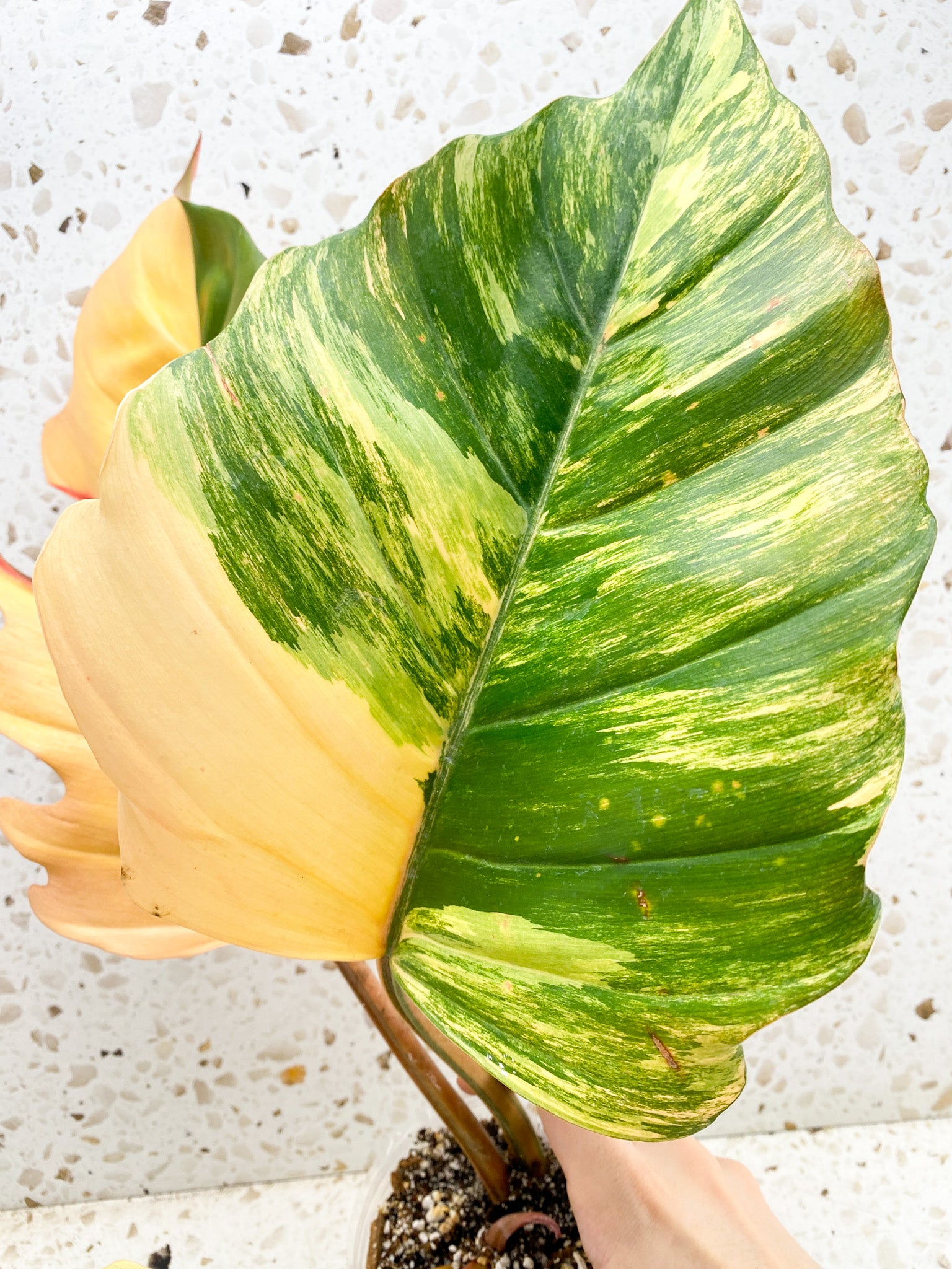 Unicorn: Philodendron Caramel Marble 5 leaf top cutting highly variegated big plant (rooting)