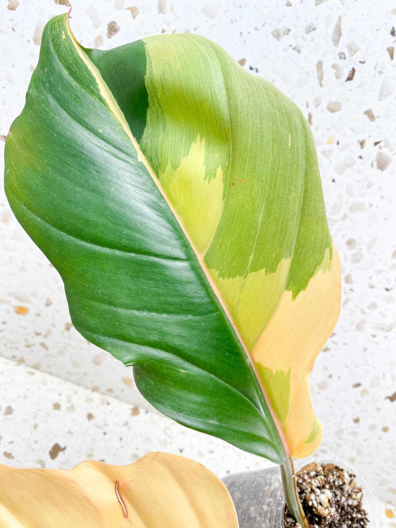 Unicorn: Philodendron Caramel Marble 5 leaf top cutting highly variegated big plant (rooting)