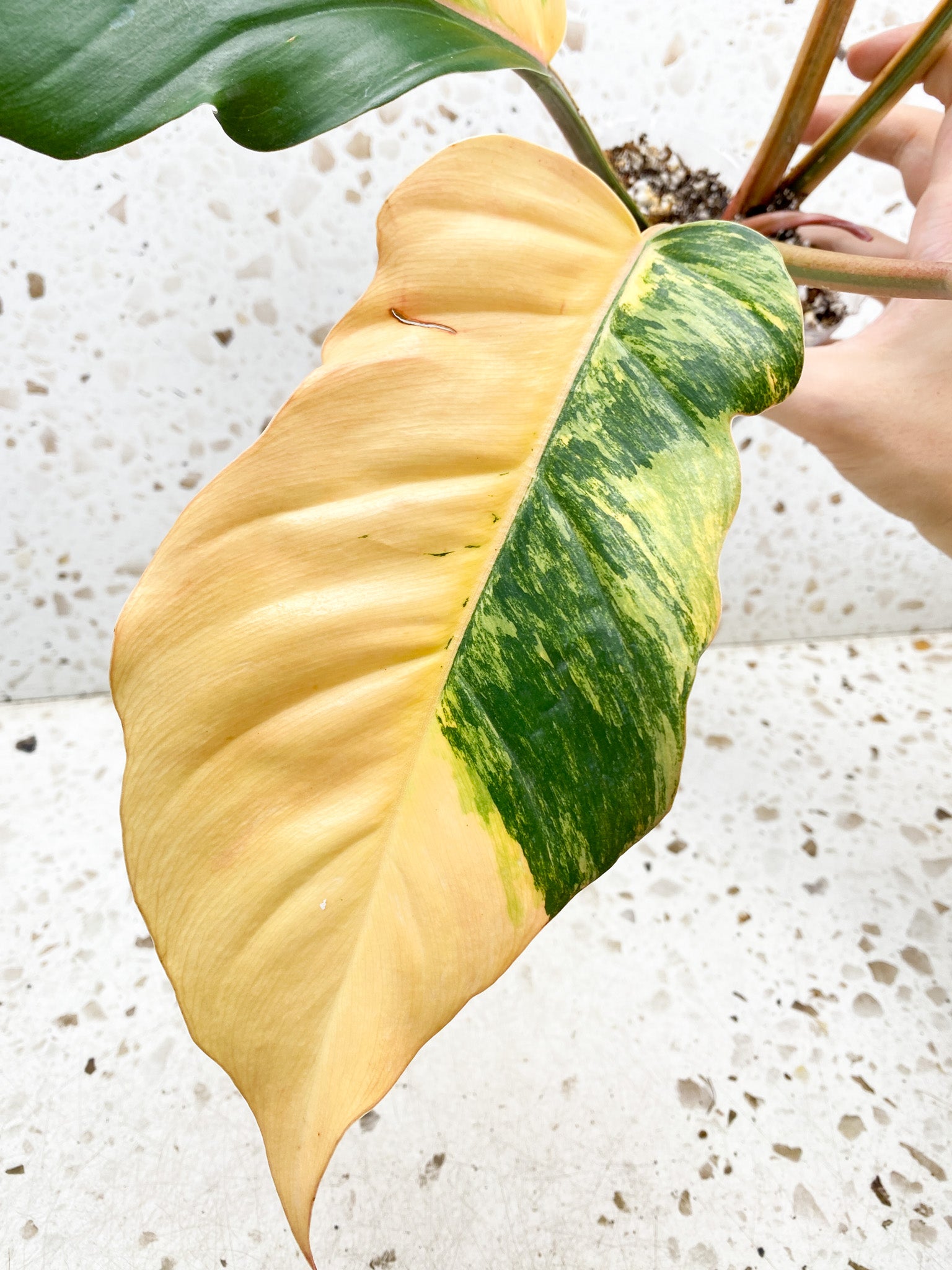 Unicorn: Philodendron Caramel Marble 5 leaf top cutting highly variegated big plant (rooting)