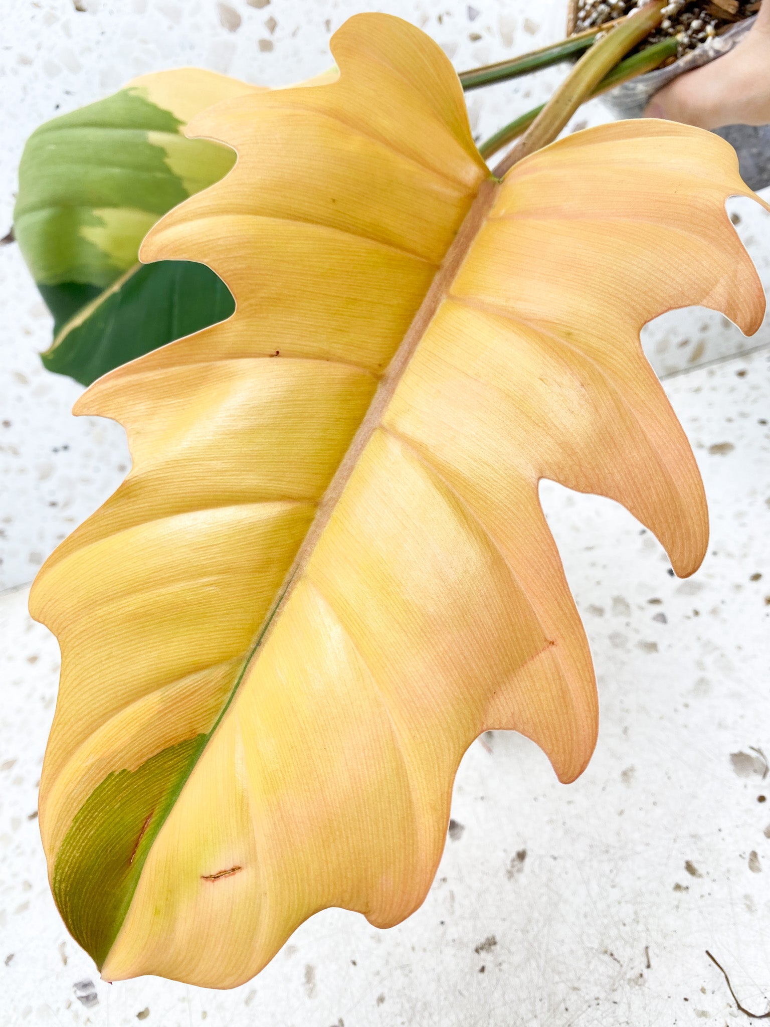 Unicorn: Philodendron Caramel Marble 5 leaf top cutting highly variegated big plant (rooting)