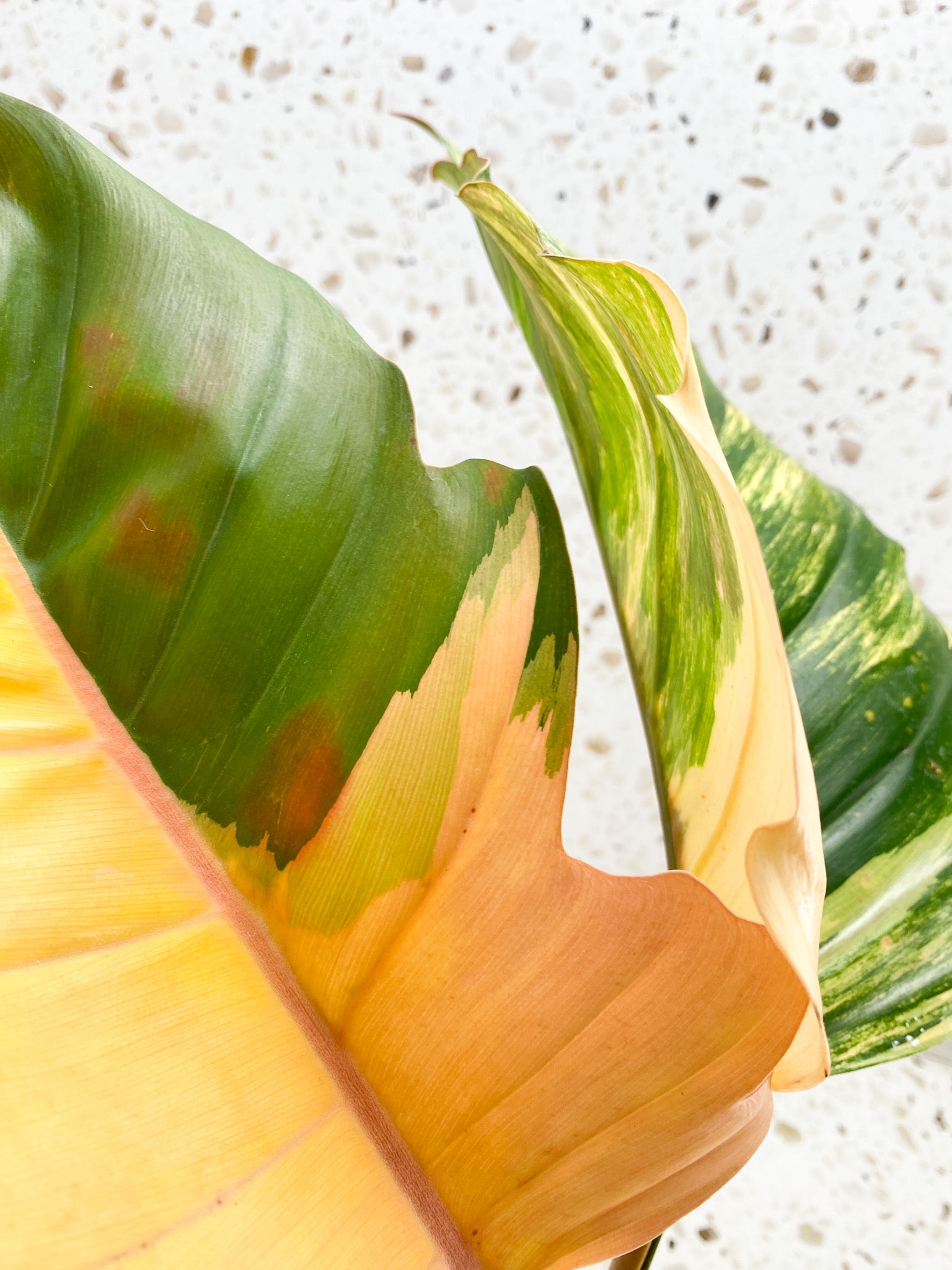 Unicorn: Philodendron Caramel Marble 5 leaf top cutting highly variegated big plant (rooting)