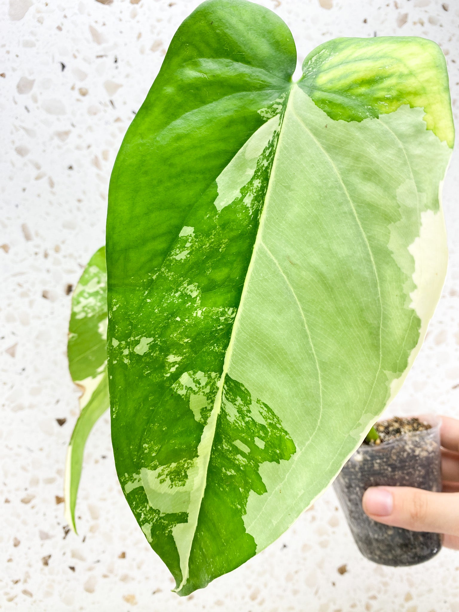 Syngonium Chiapense Variegated 2 leaf top cutting (rooting)