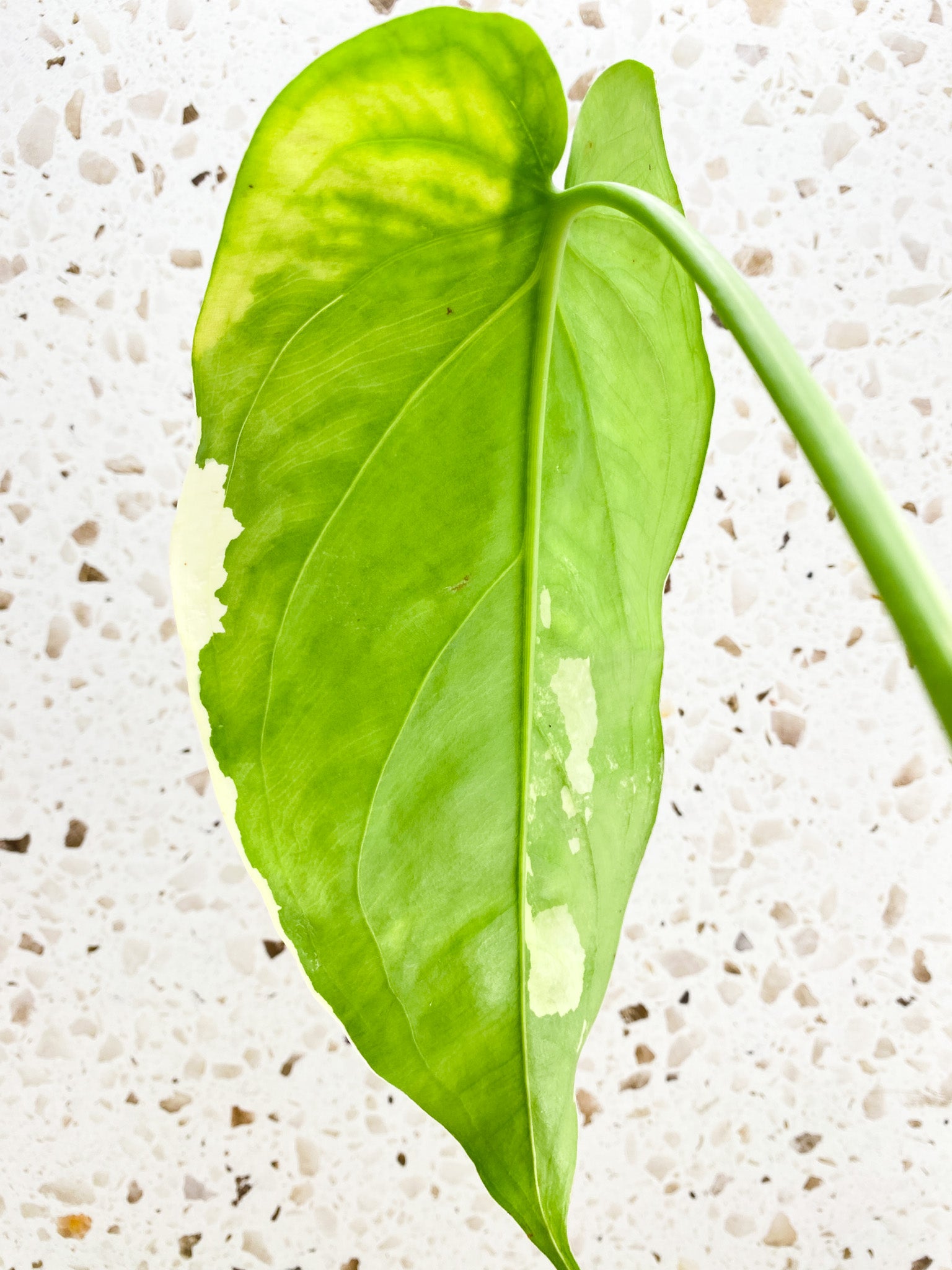 Syngonium Chiapense Variegated 2 leaf top cutting (rooting)