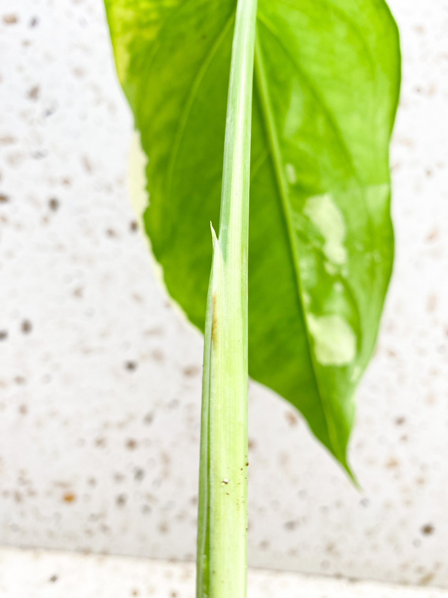 Syngonium Chiapense Variegated 2 leaf top cutting (rooting)