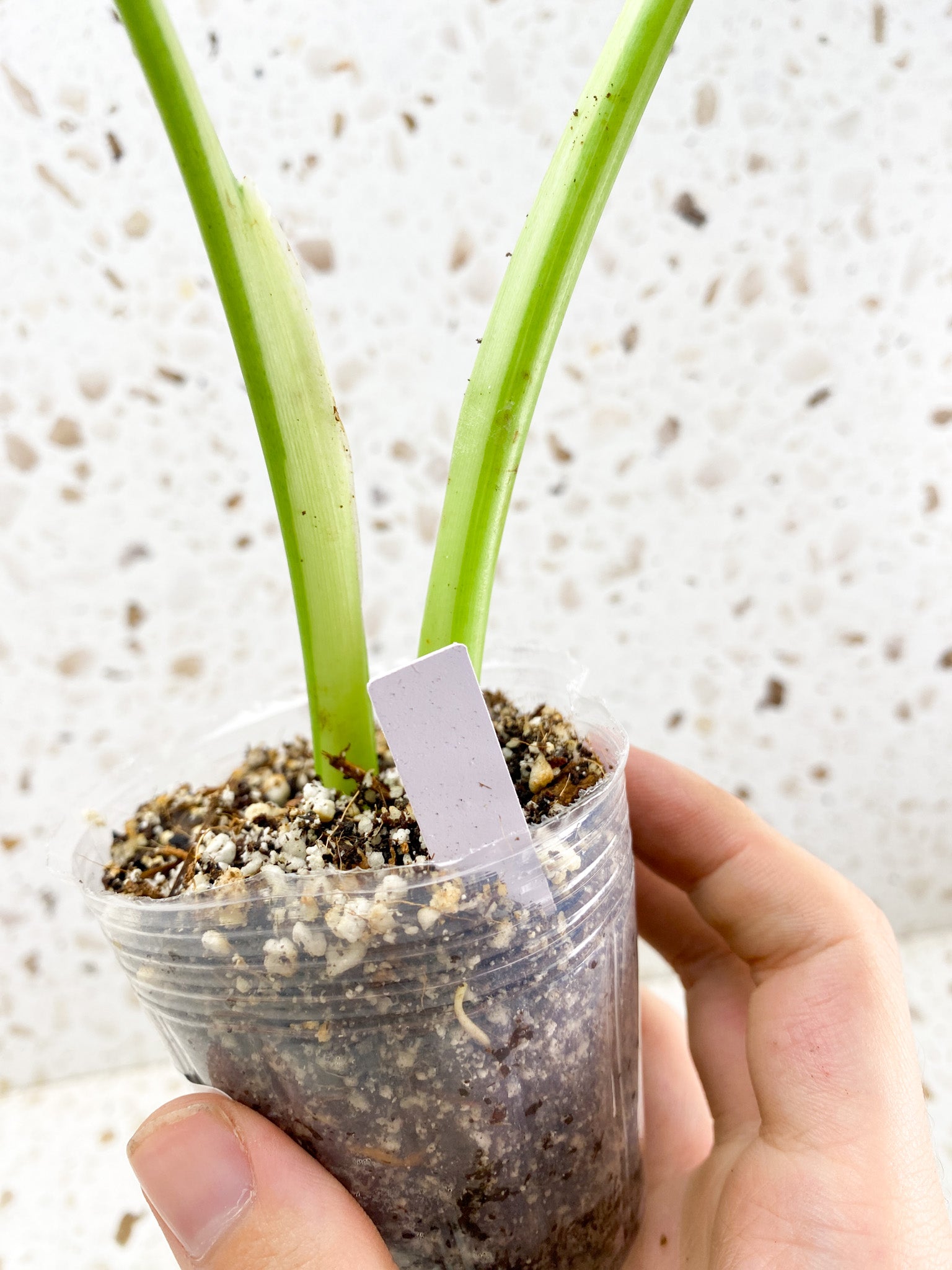 Syngonium Chiapense Variegated 2 leaf top cutting (rooting)