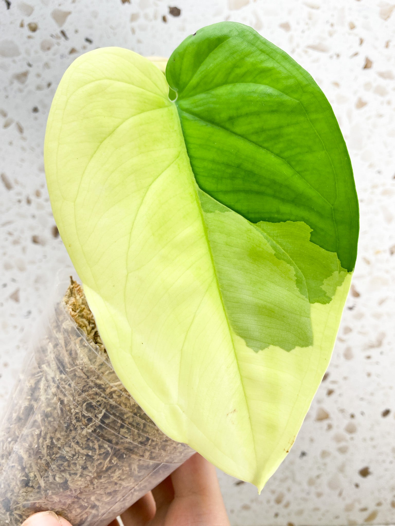 Syngonium Chiapense Variegated 2 leaf top cutting (rooting)