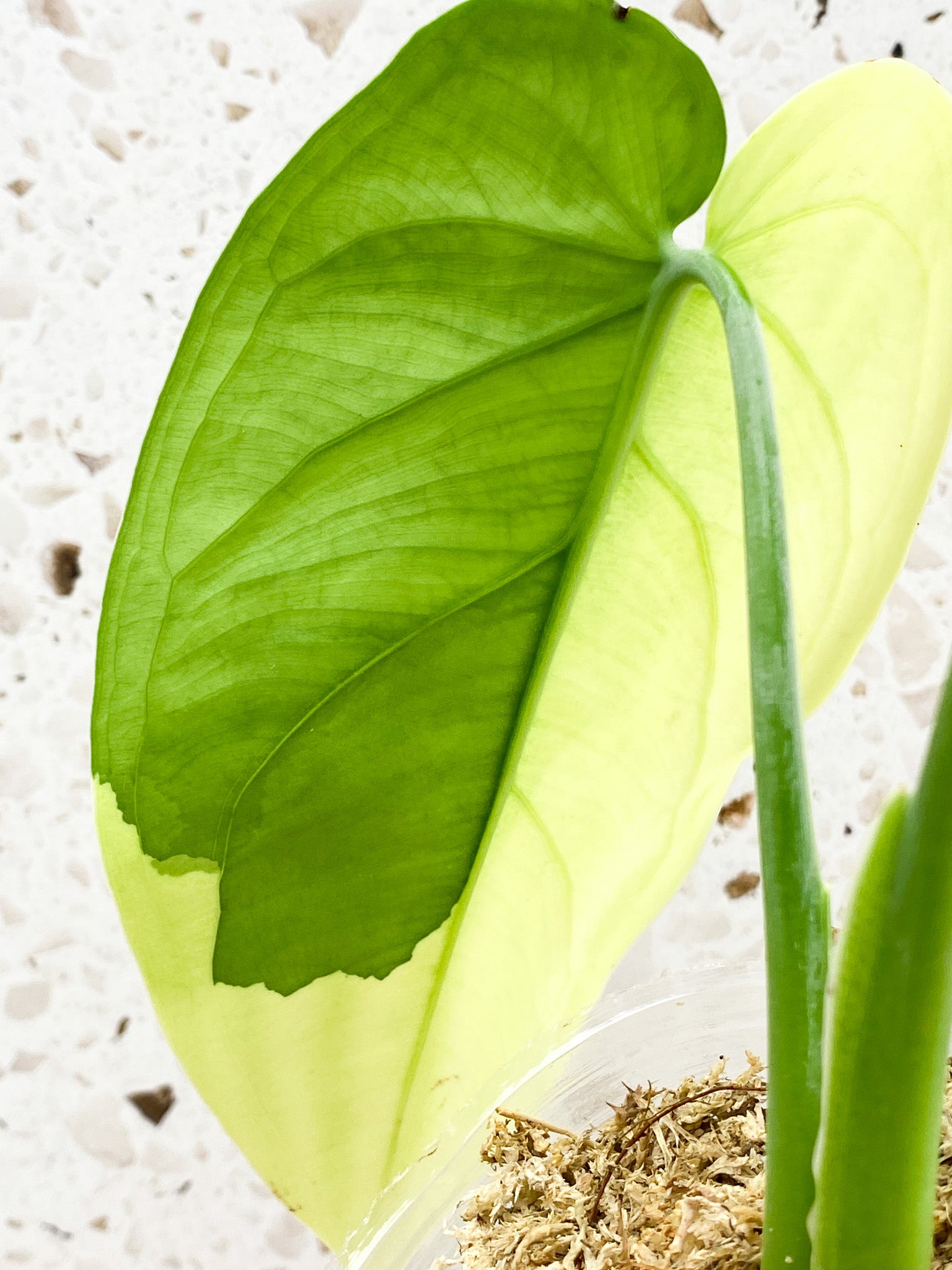 Syngonium Chiapense Variegated 2 leaf top cutting (rooting)