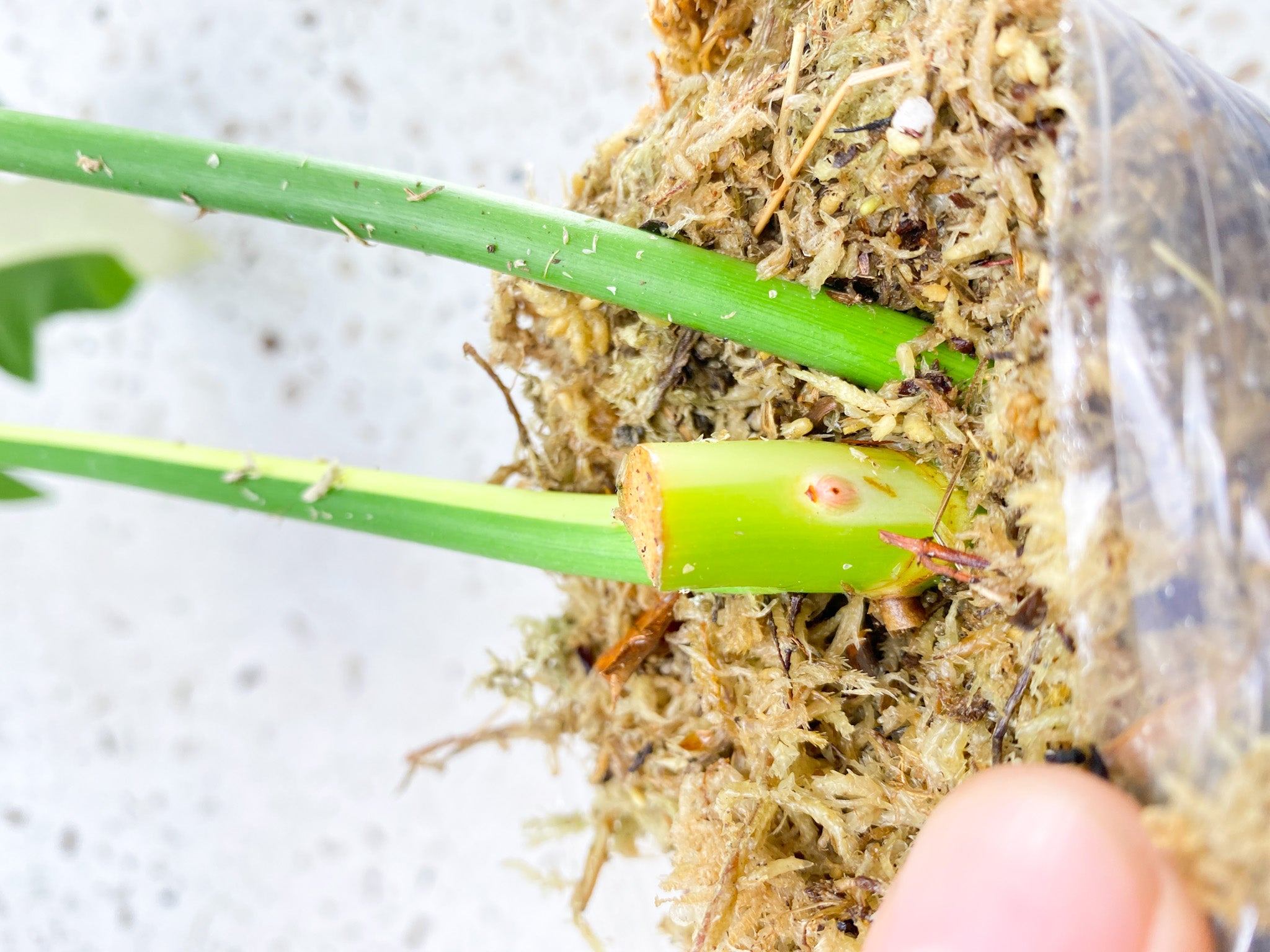 Unicorn: Philodendron Golden Dragon Variegated 2 leaves triple node 3 activated buds (slightly rooted)