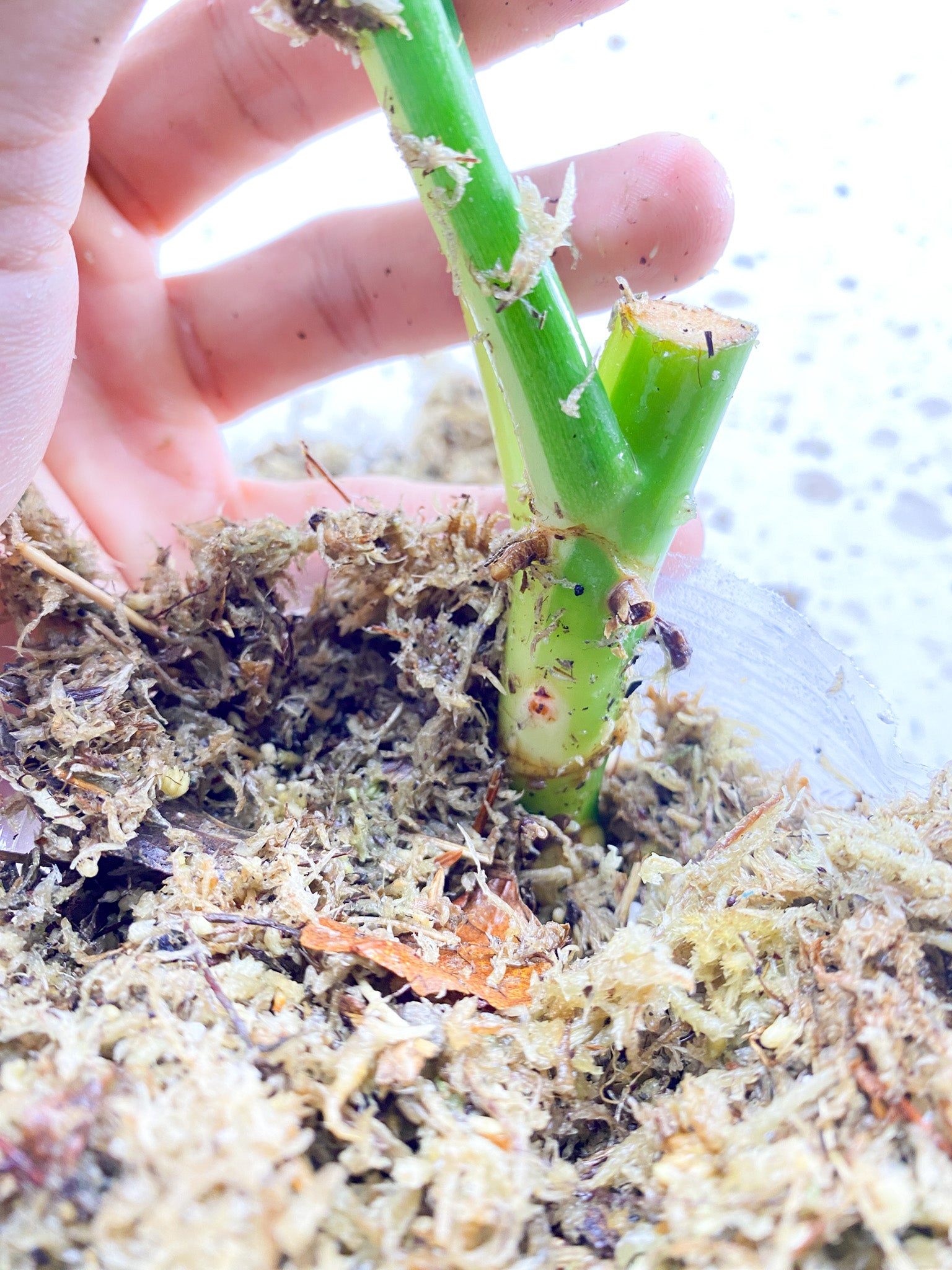 Unicorn: Philodendron Golden Dragon Variegated 2 leaves triple node 3 activated buds (slightly rooted)