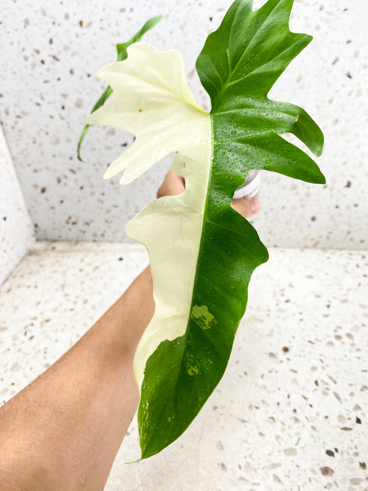 Unicorn: Philodendron Golden Dragon Variegated 2 leaves 1 big sprout triple node top cutting with new leaf coming soon