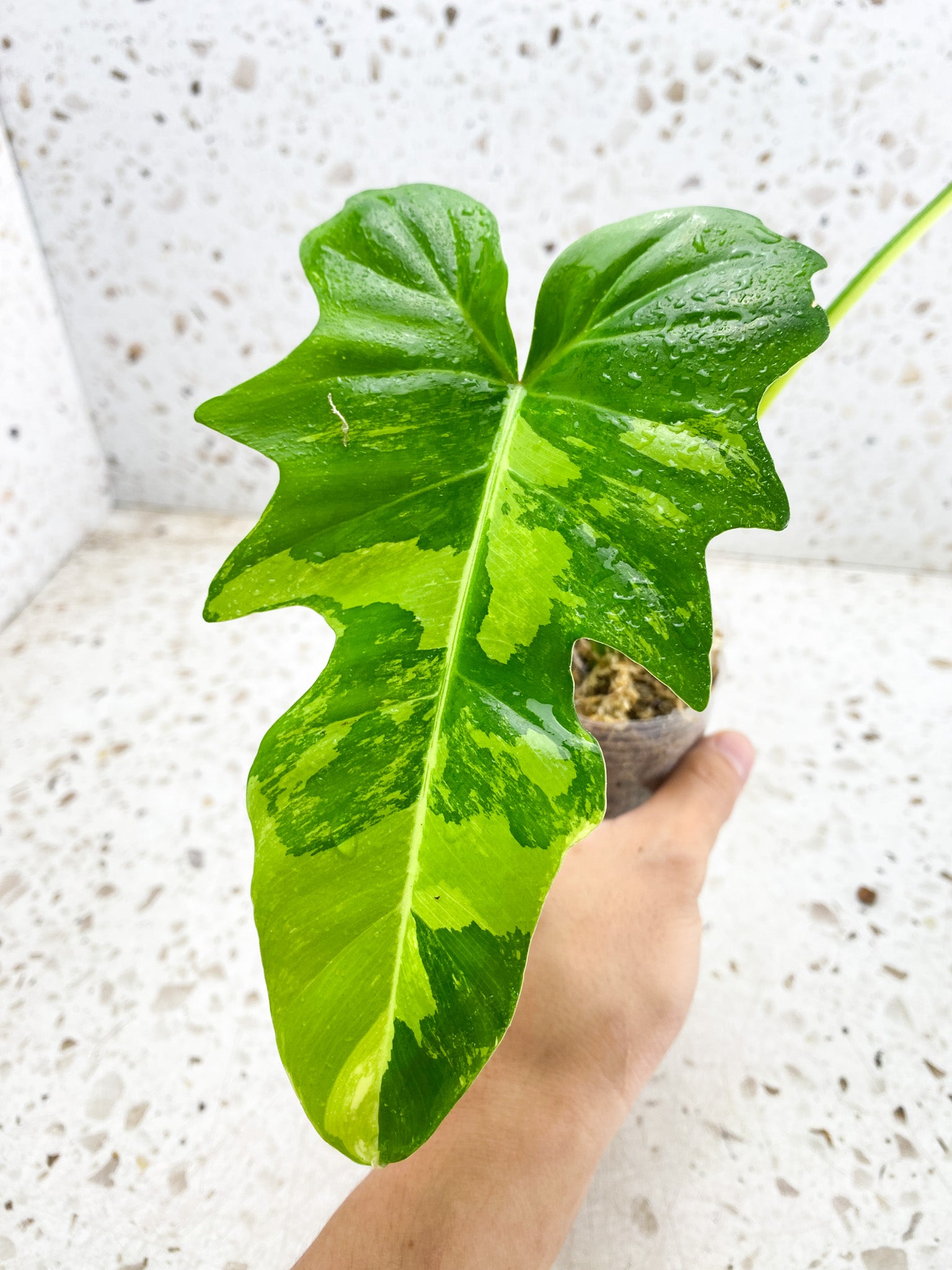 Unicorn: Philodendron Golden Dragon Variegated 2 leaves 1 big sprout triple node top cutting with new leaf coming soon