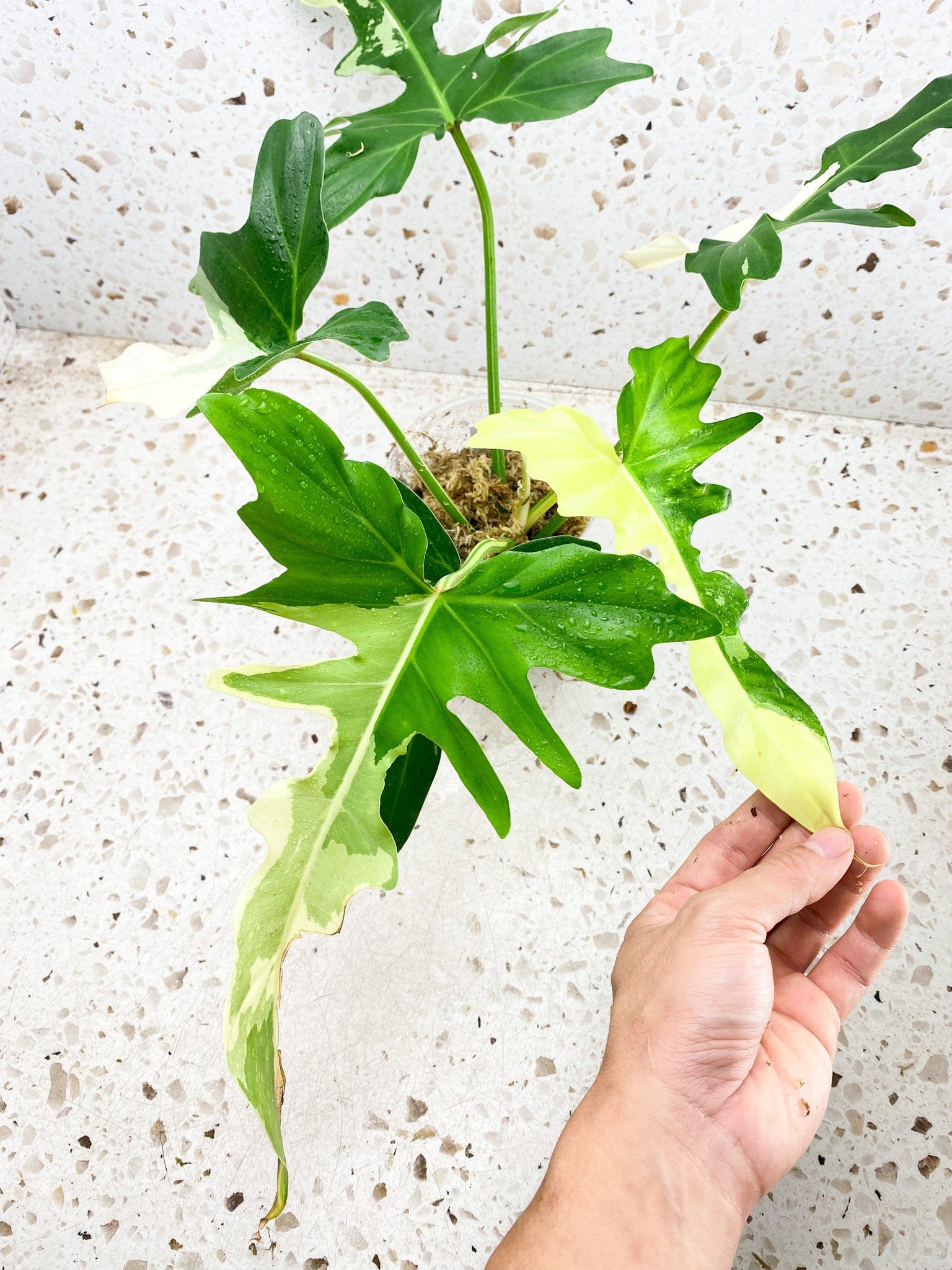 Unicorn: Philodendron Golden Dragon Variegated 5 leaves 1 big sprout top cutting with new leaf coming soon (slightly rooted)