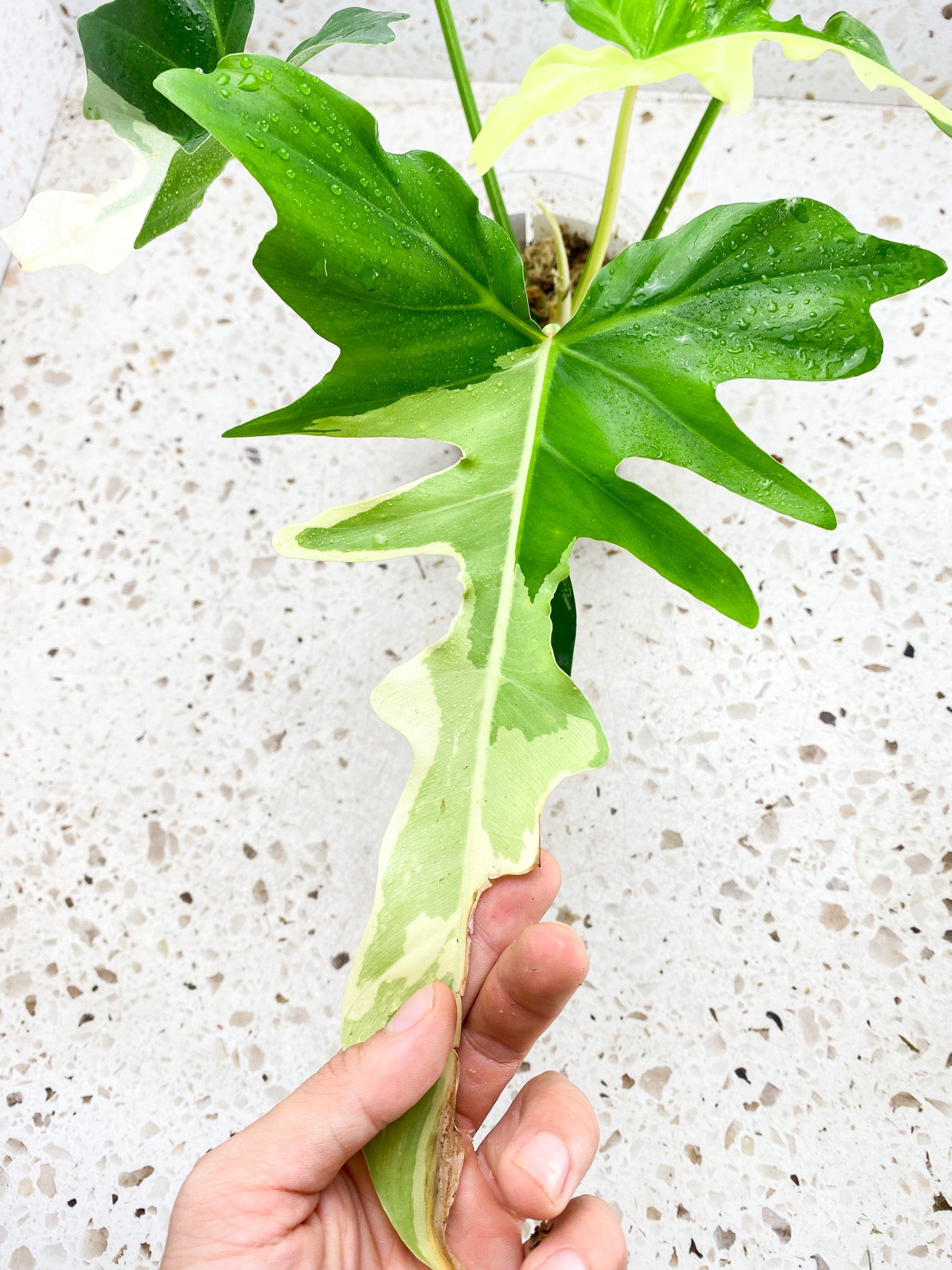 Unicorn: Philodendron Golden Dragon Variegated 5 leaves 1 big sprout top cutting with new leaf coming soon (slightly rooted)