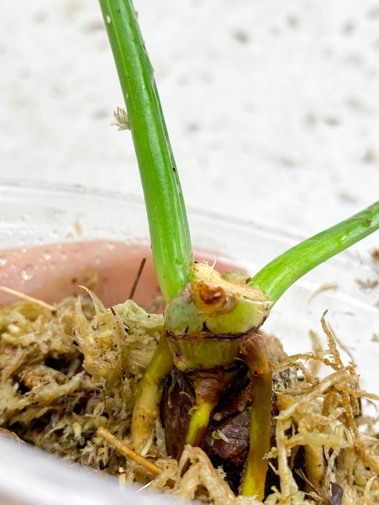 Unicorn: Philodendron Golden Dragon Variegated 2 leaves double node 2 growing buds (slightly rooted)