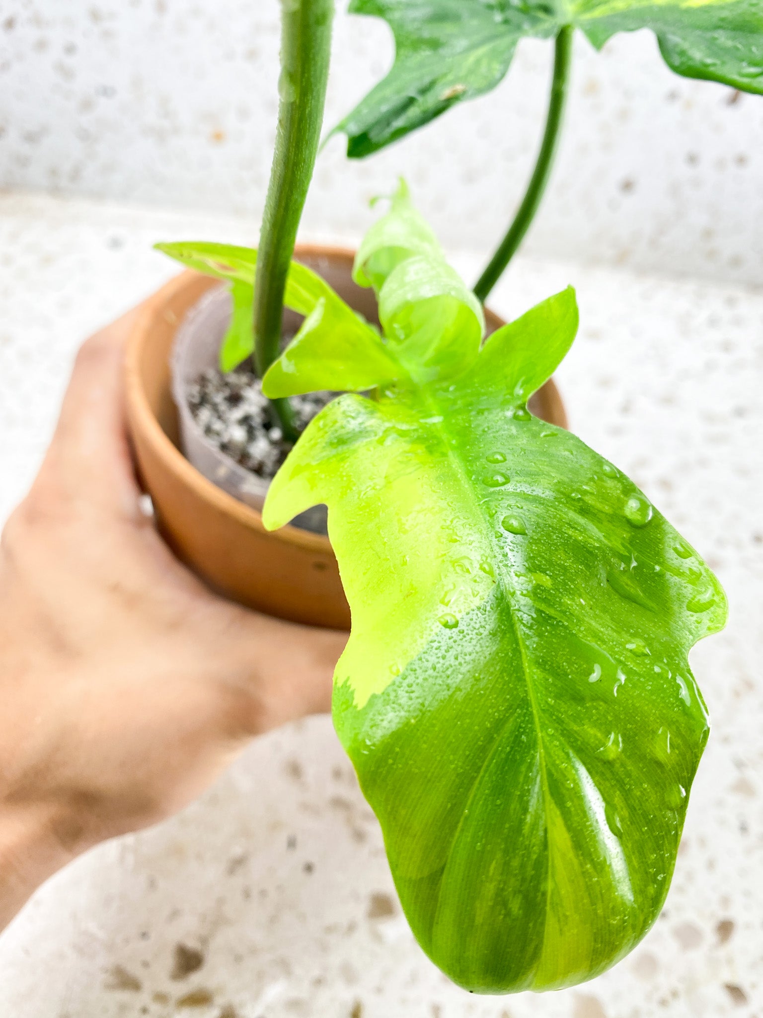 Unicorn:  Philodendron Florida Beauty X Mayoi 3 leaves 1 sprout top cutting highly variegated big size plant (rooting)