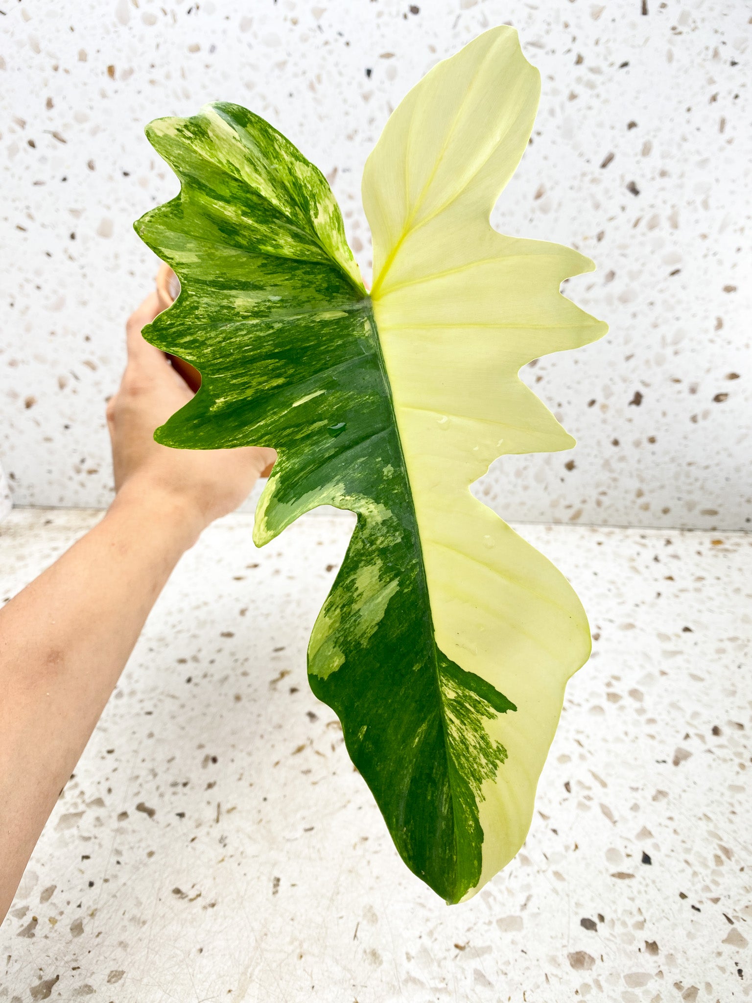 Unicorn:  Philodendron Florida Beauty X Mayoi 1 leaf big size 1 growing bud (slightly rooted)