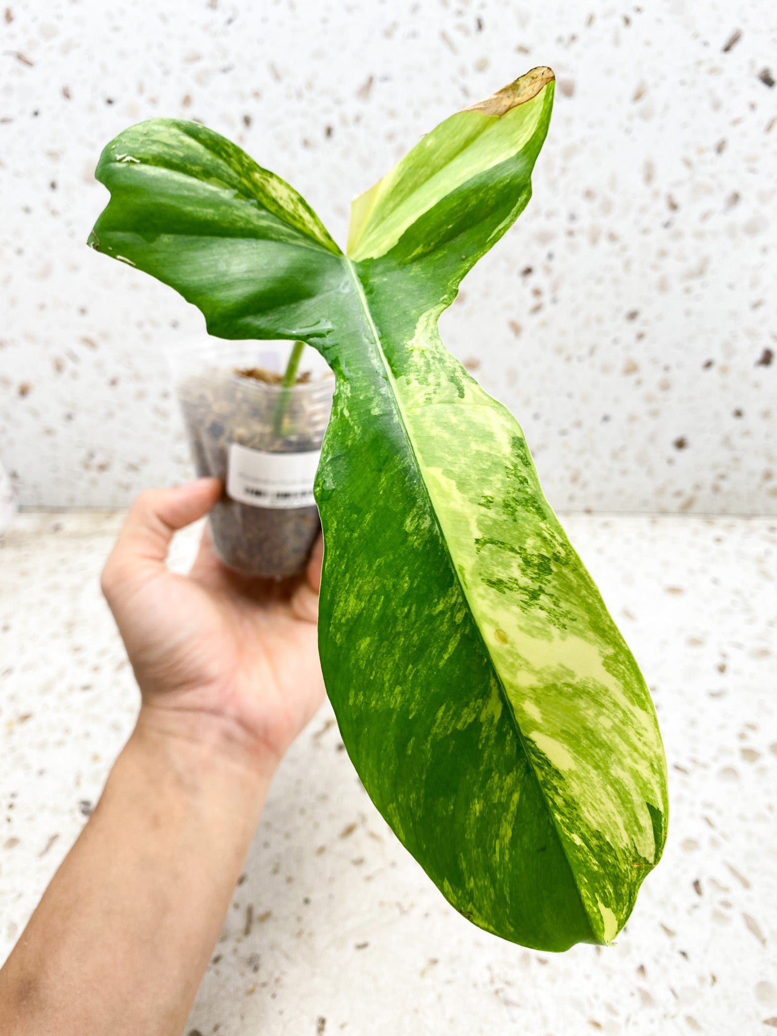 Unicorn:  Philodendron Florida Beauty X Mayoi  1 leaf 1 growing bud