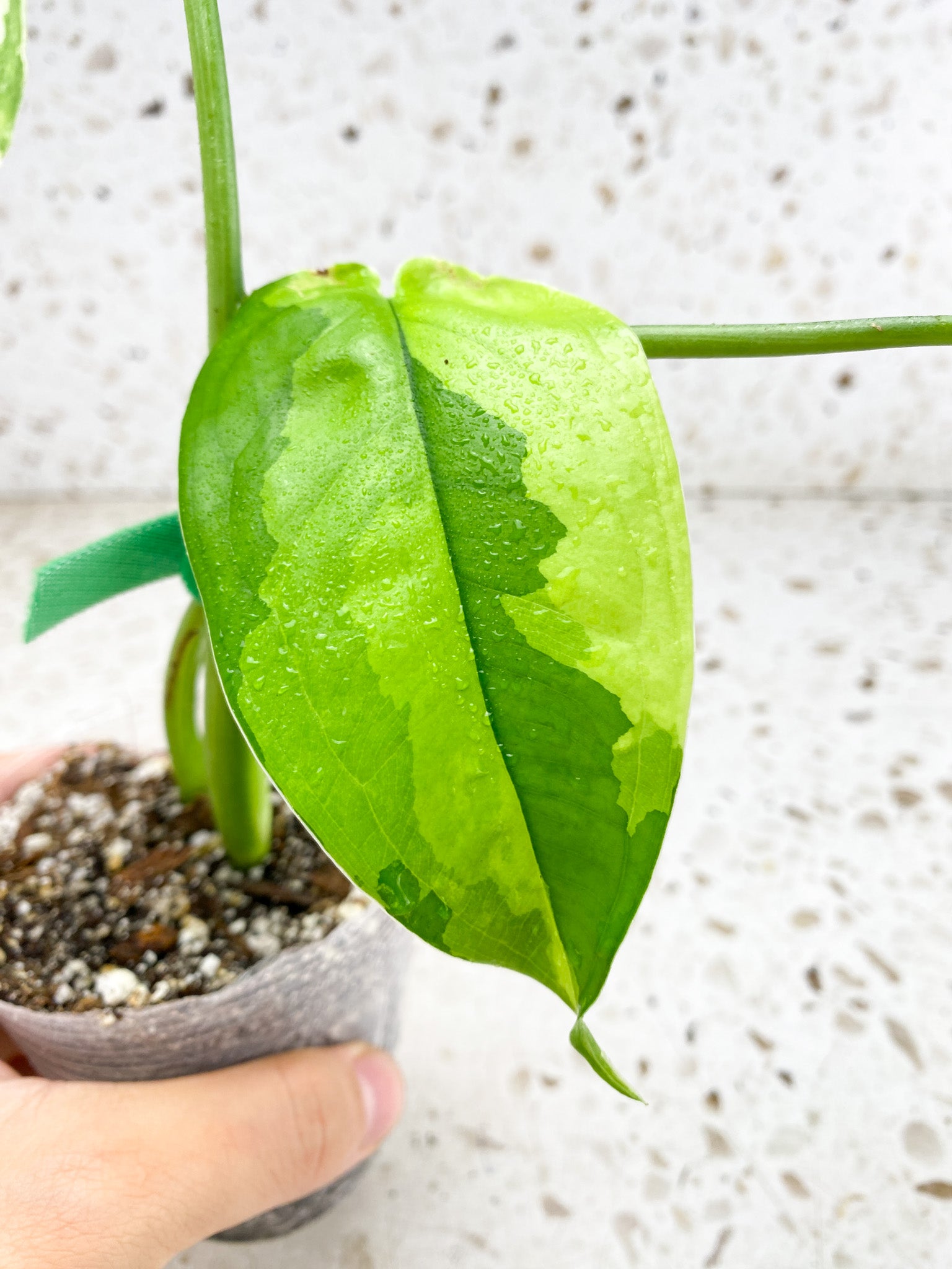 Syngopnium Chiapense Variegated  3 leaves Top Cutting Highly Variegated