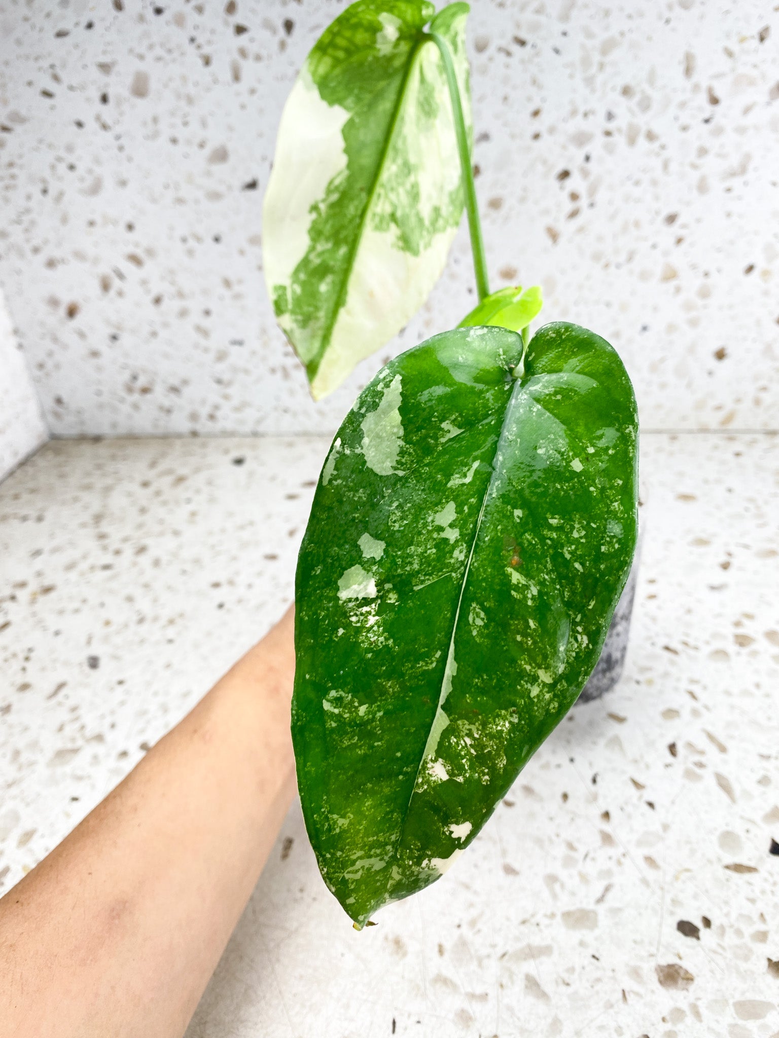 Syngopnium Chiapense Variegated  3 leaves Top Cutting Highly Variegated