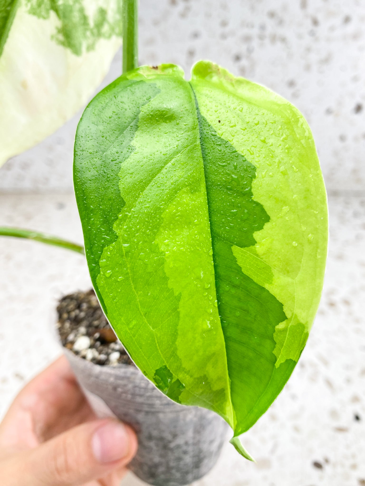 Syngopnium Chiapense Variegated  3 leaves Top Cutting Highly Variegated