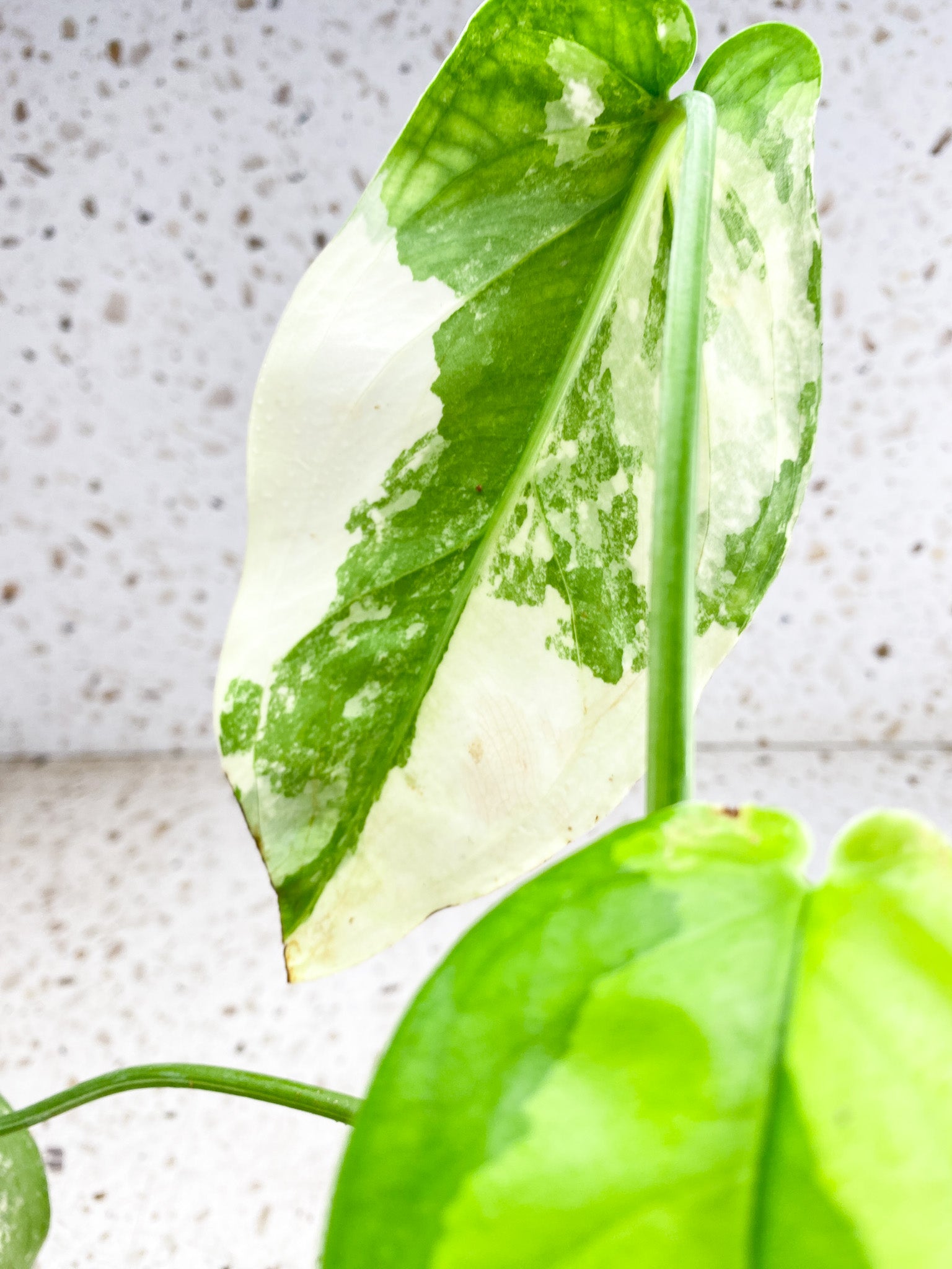 Syngopnium Chiapense Variegated  3 leaves Top Cutting Highly Variegated