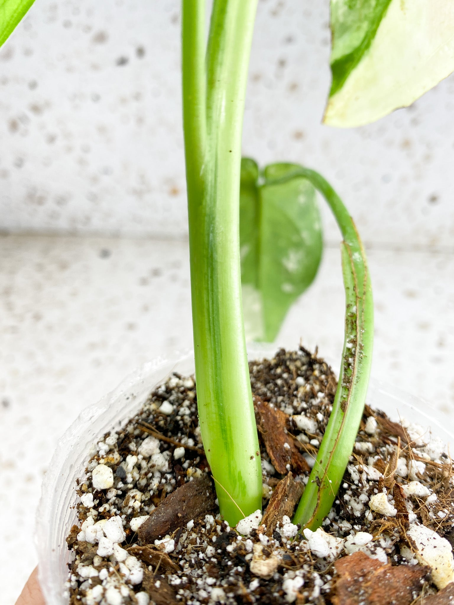 Syngopnium Chiapense Variegated  3 leaves Top Cutting Highly Variegated