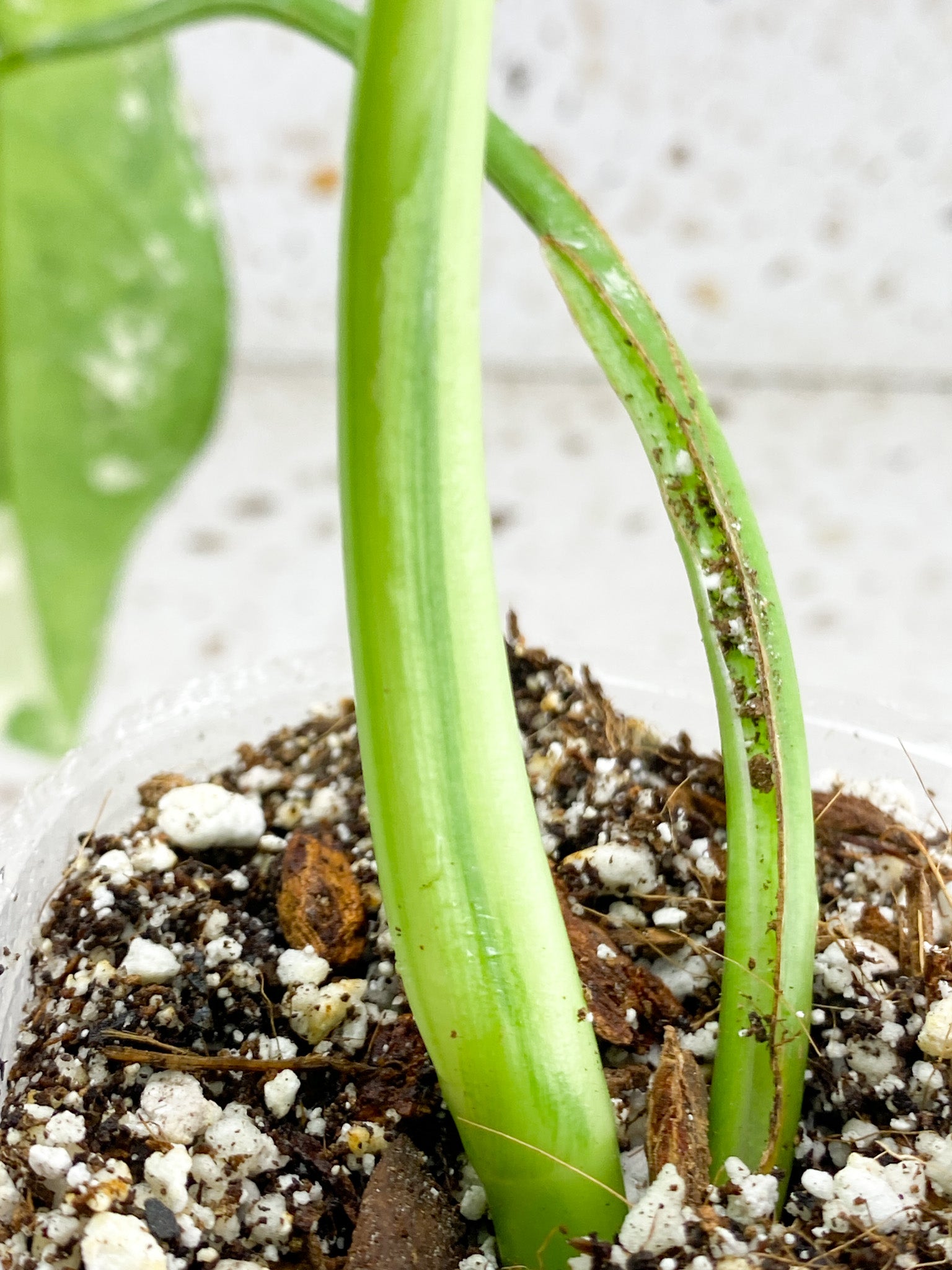 Syngopnium Chiapense Variegated  3 leaves Top Cutting Highly Variegated