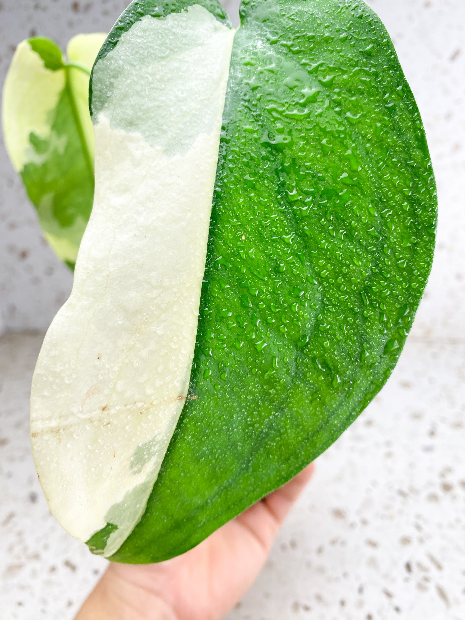 Syngonium Chiapense Variegated 3 leaves highly variegated top cutting