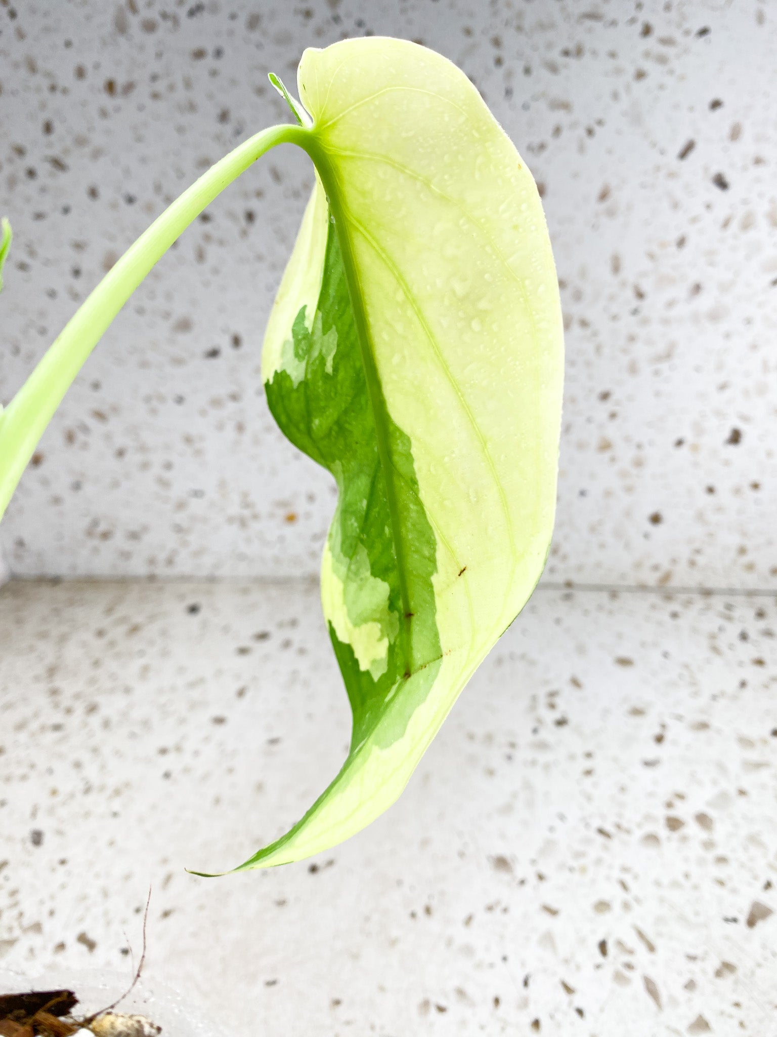 Syngonium Chiapense Variegated 3 leaves highly variegated top cutting