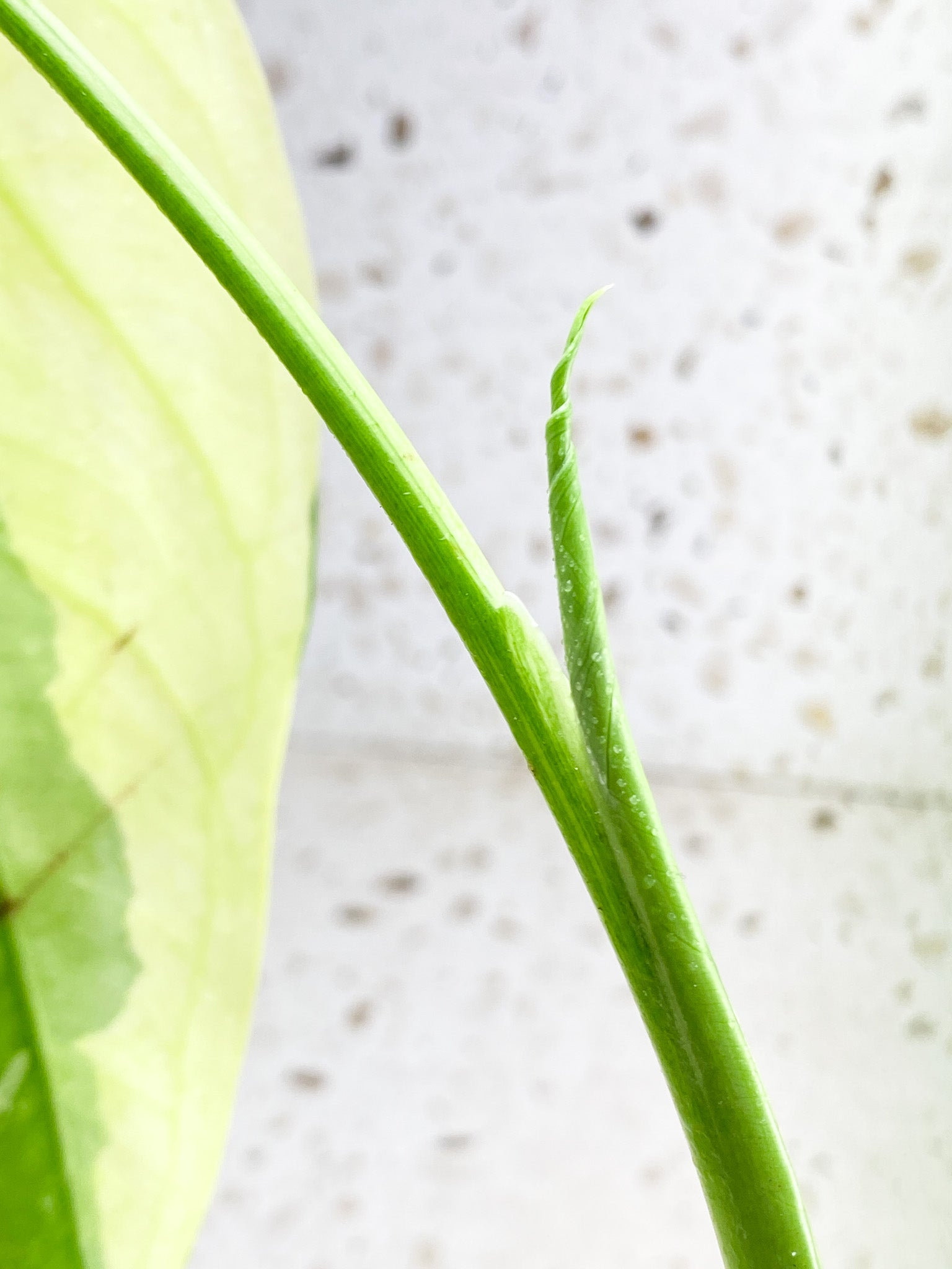 Syngonium Chiapense Variegated 3 leaves highly variegated top cutting