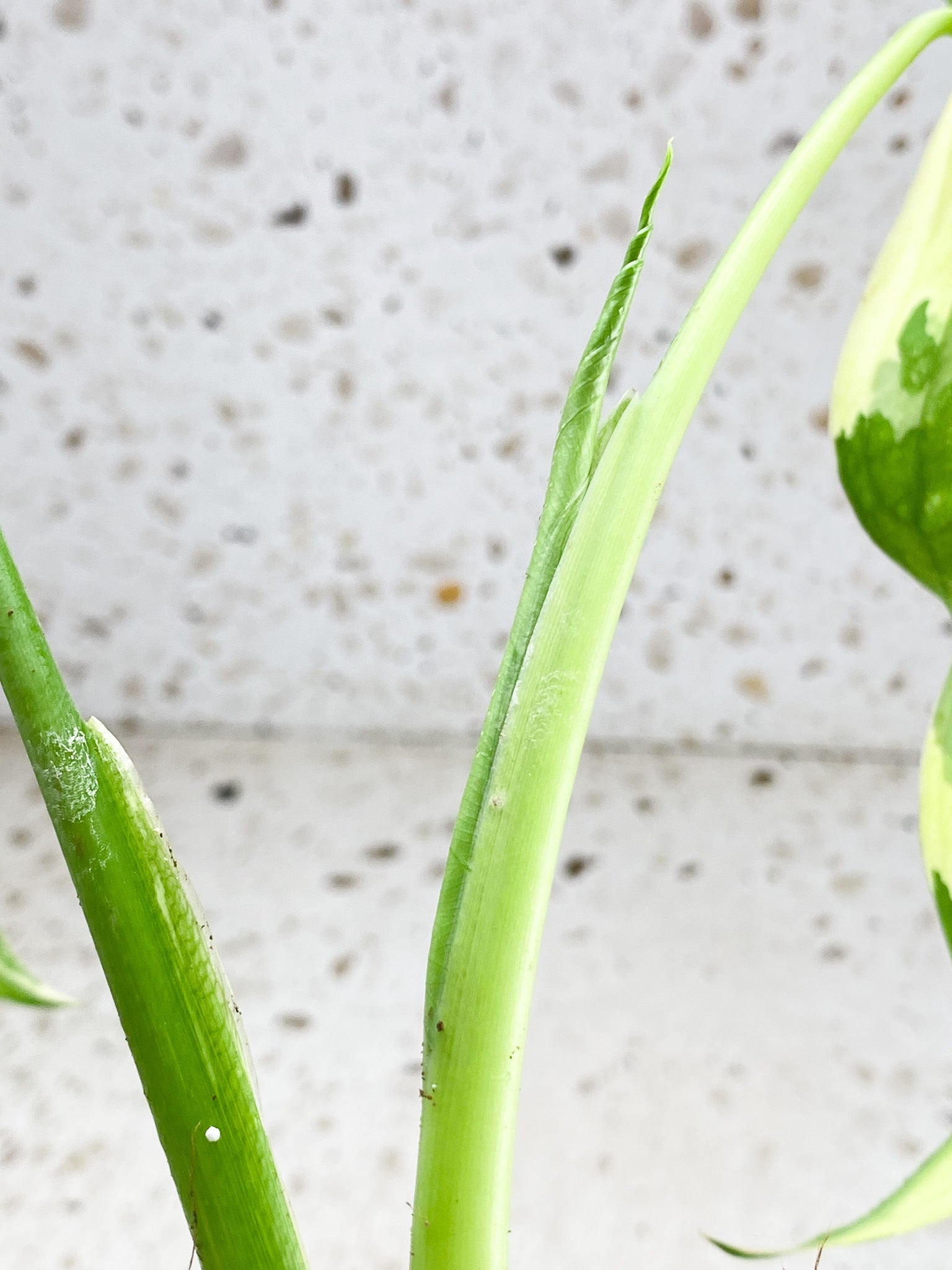 Syngonium Chiapense Variegated 3 leaves highly variegated top cutting