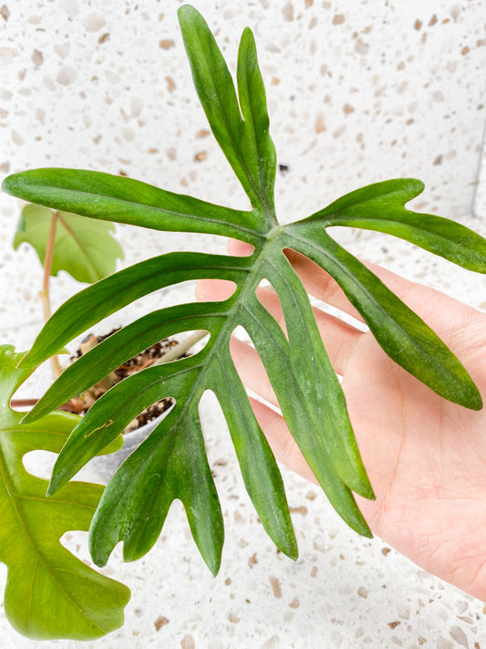 Philodendron Mayoi 3 leaves