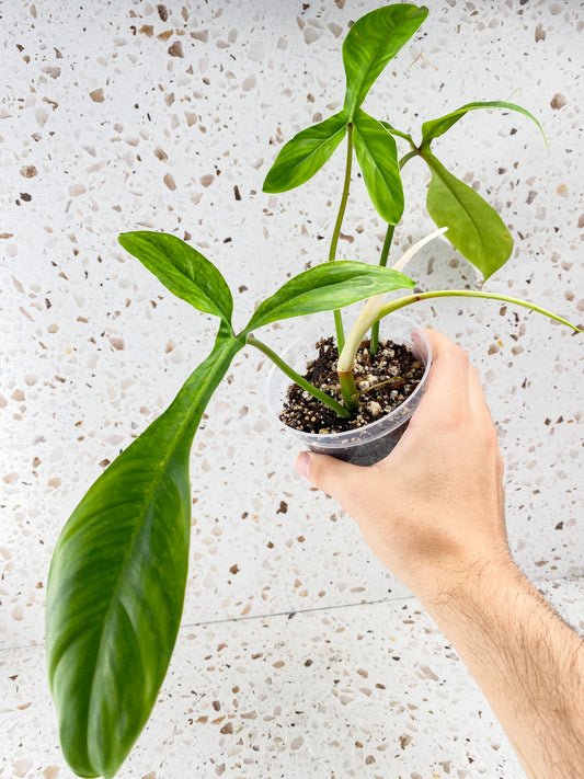 Philodendron 69686 3 leaves 1 sprout top cutting