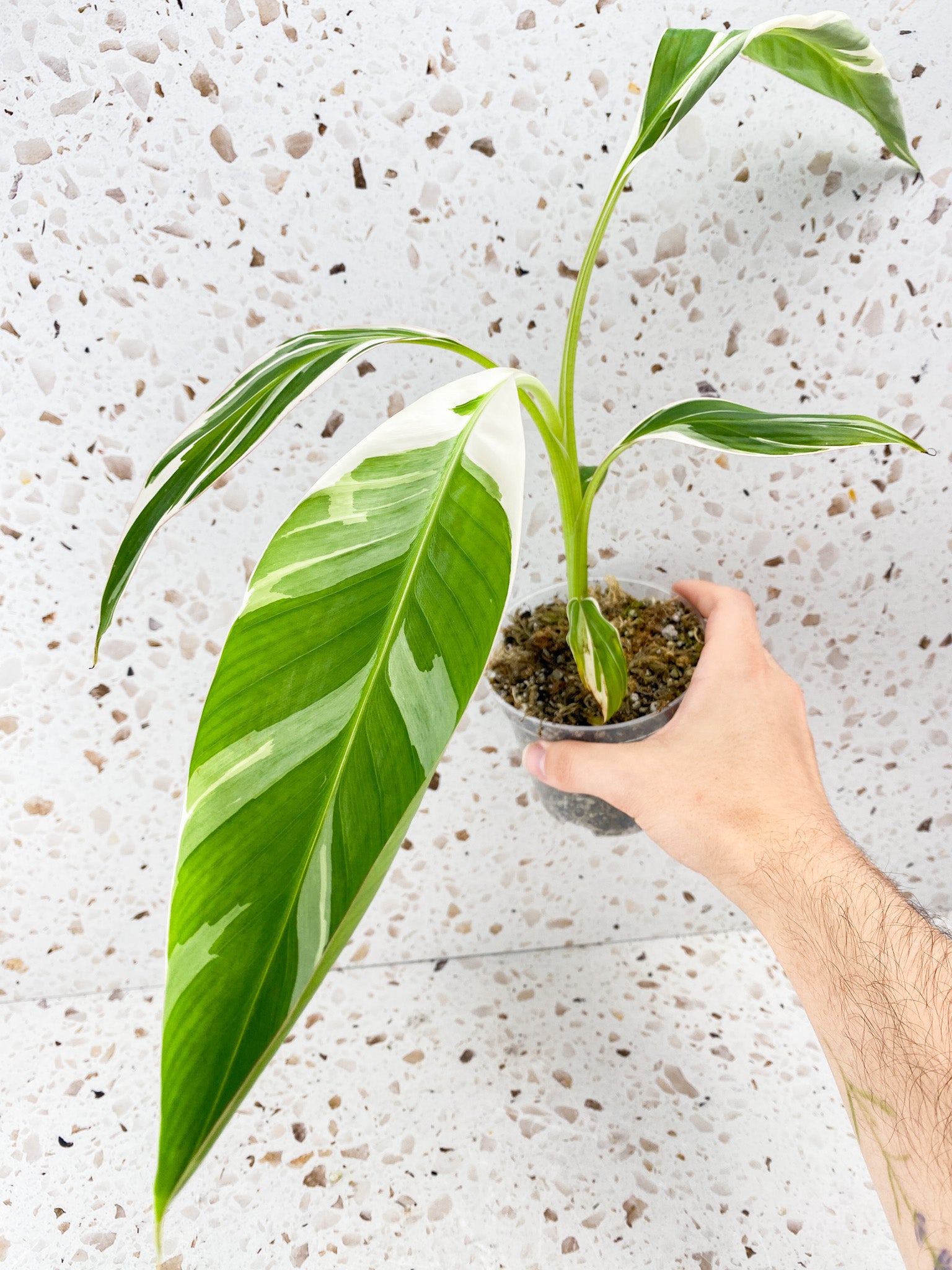 Musa Florida (white variegated banana plant) 4 leaves