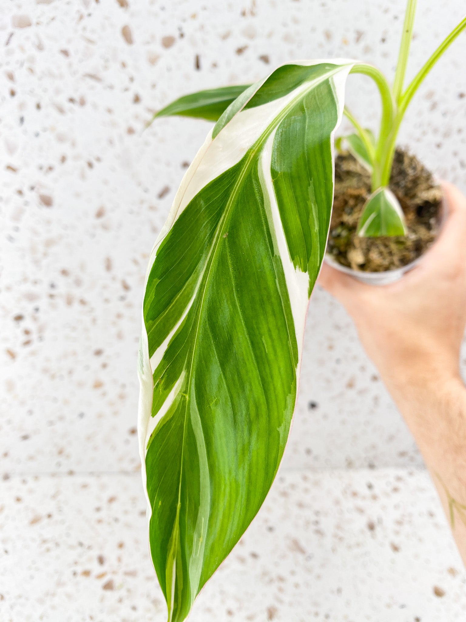 Musa Florida (white variegated banana plant) 4 leaves