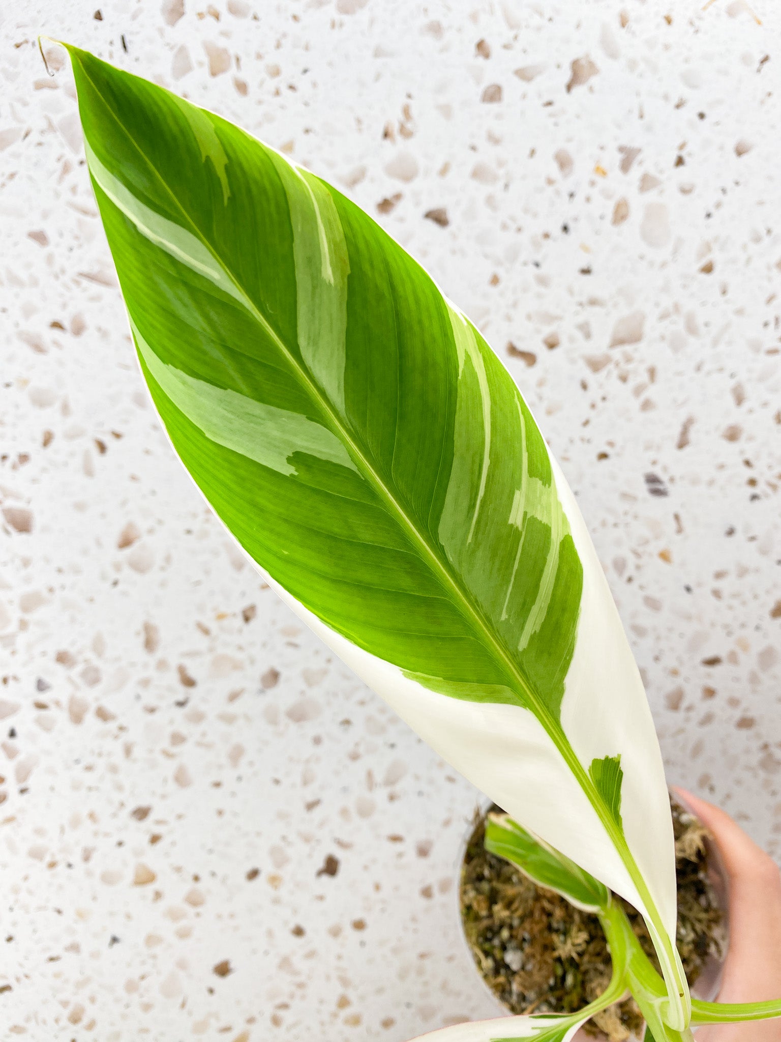 Musa Florida (white variegated banana plant) 4 leaves