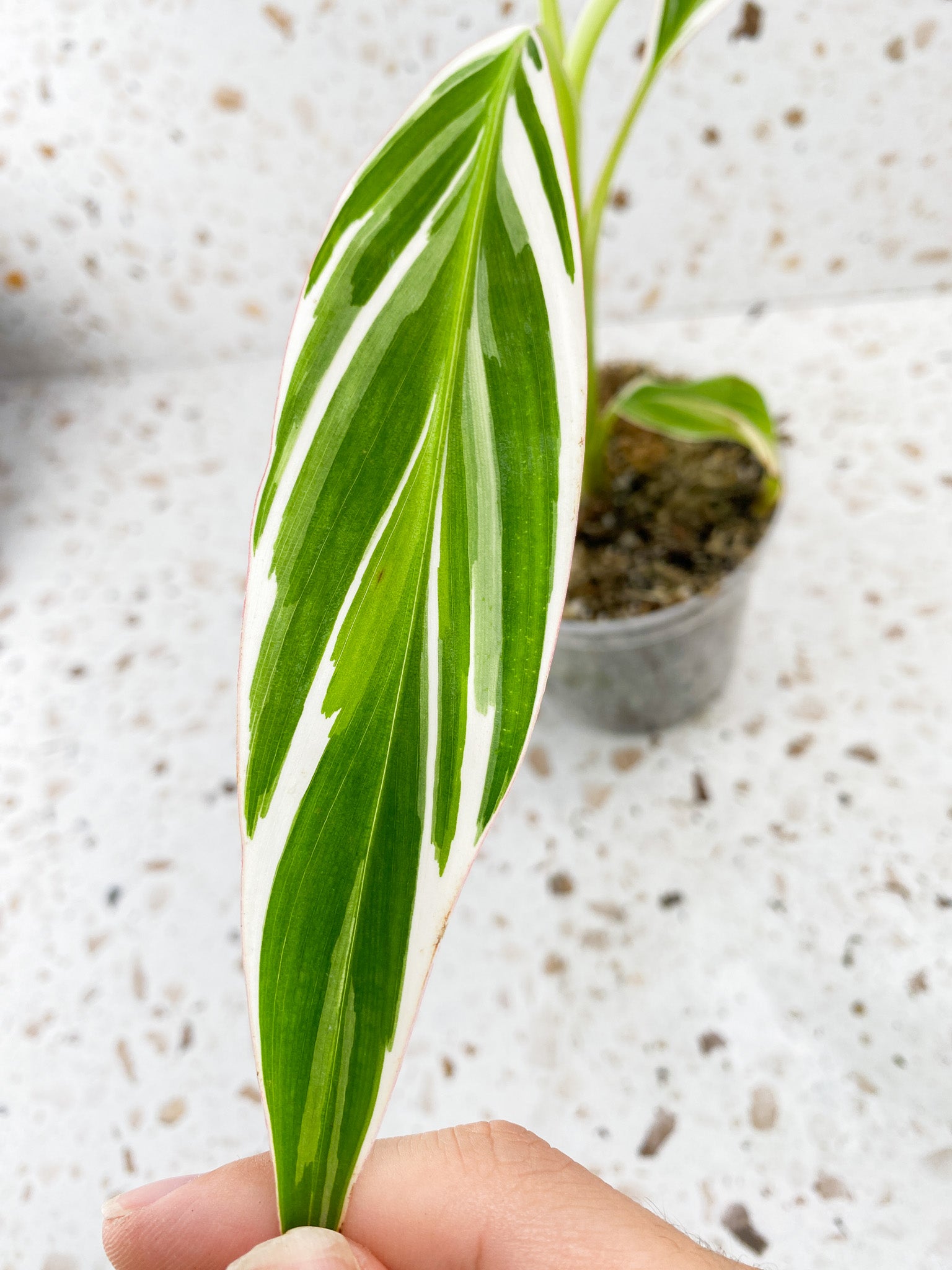 Musa Florida (white variegated banana plant) 4 leaves