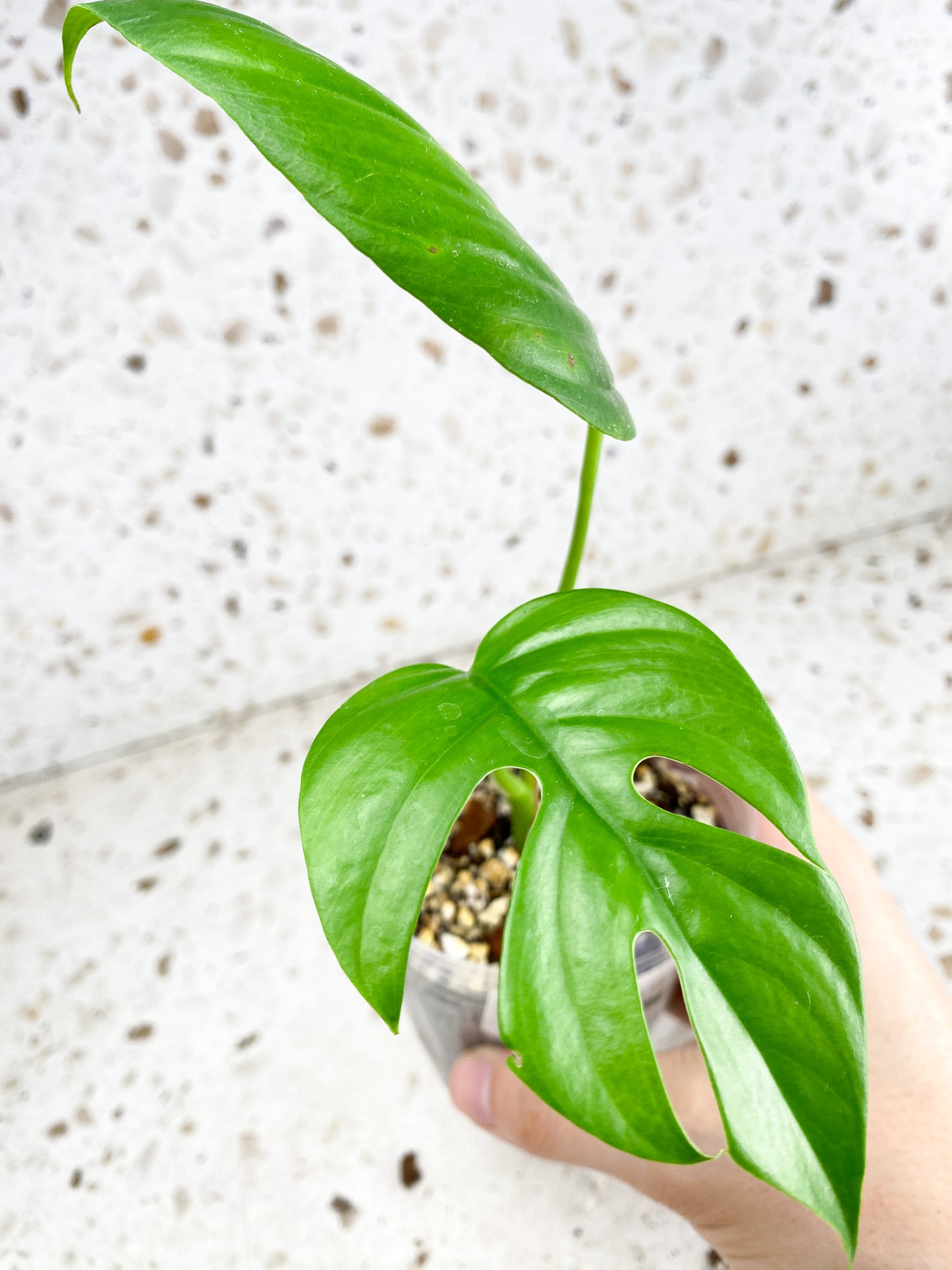 *Rhaphidophora sp. Flame 2 leaf top cutting