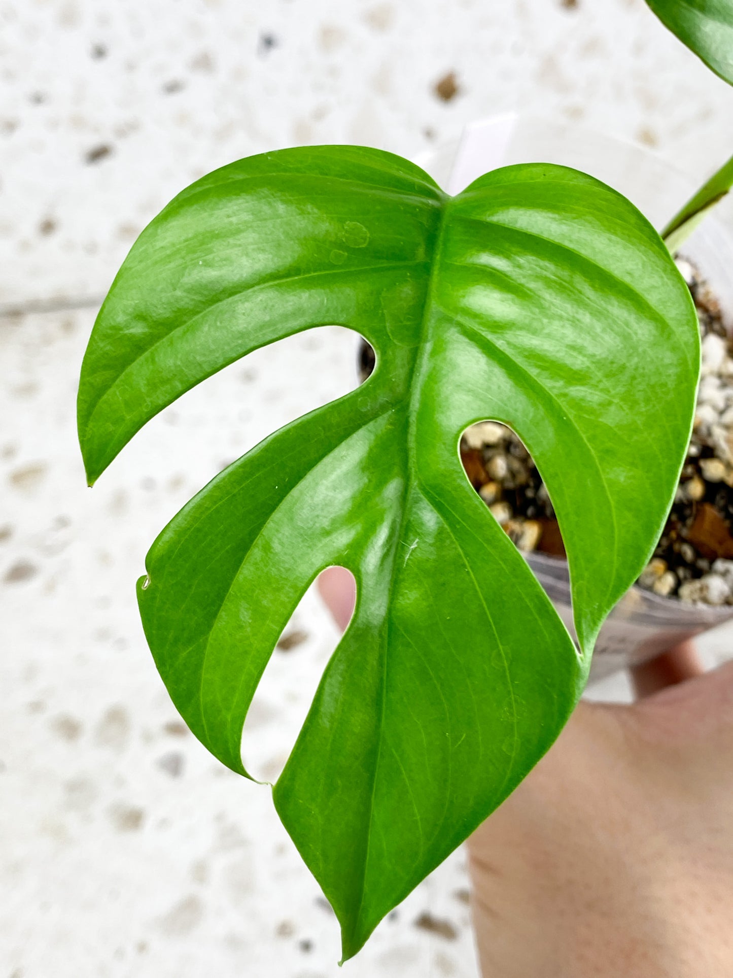 *Rhaphidophora sp. Flame 2 leaf top cutting