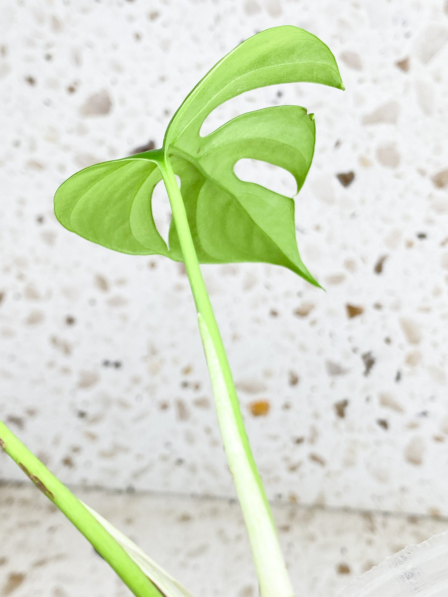 *Rhaphidophora sp. Flame 2 leaf top cutting