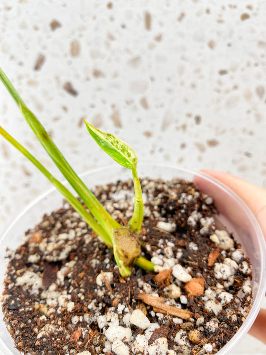 Epipremnum Gigantuem Variegated 2 leaves 1 baby leaf