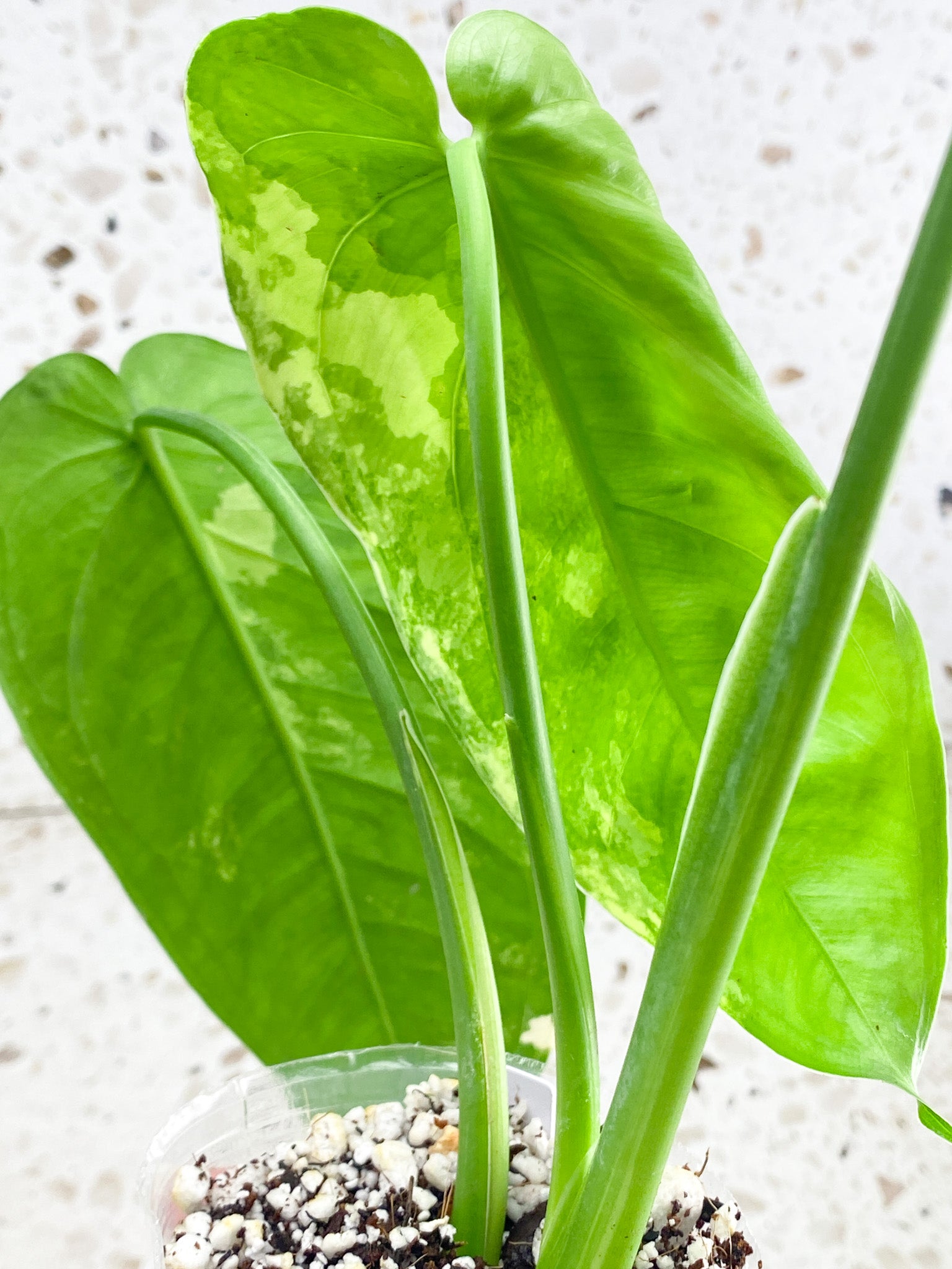 Syngonium Chiapense Variegated 3 leaf top cutting (rooting)